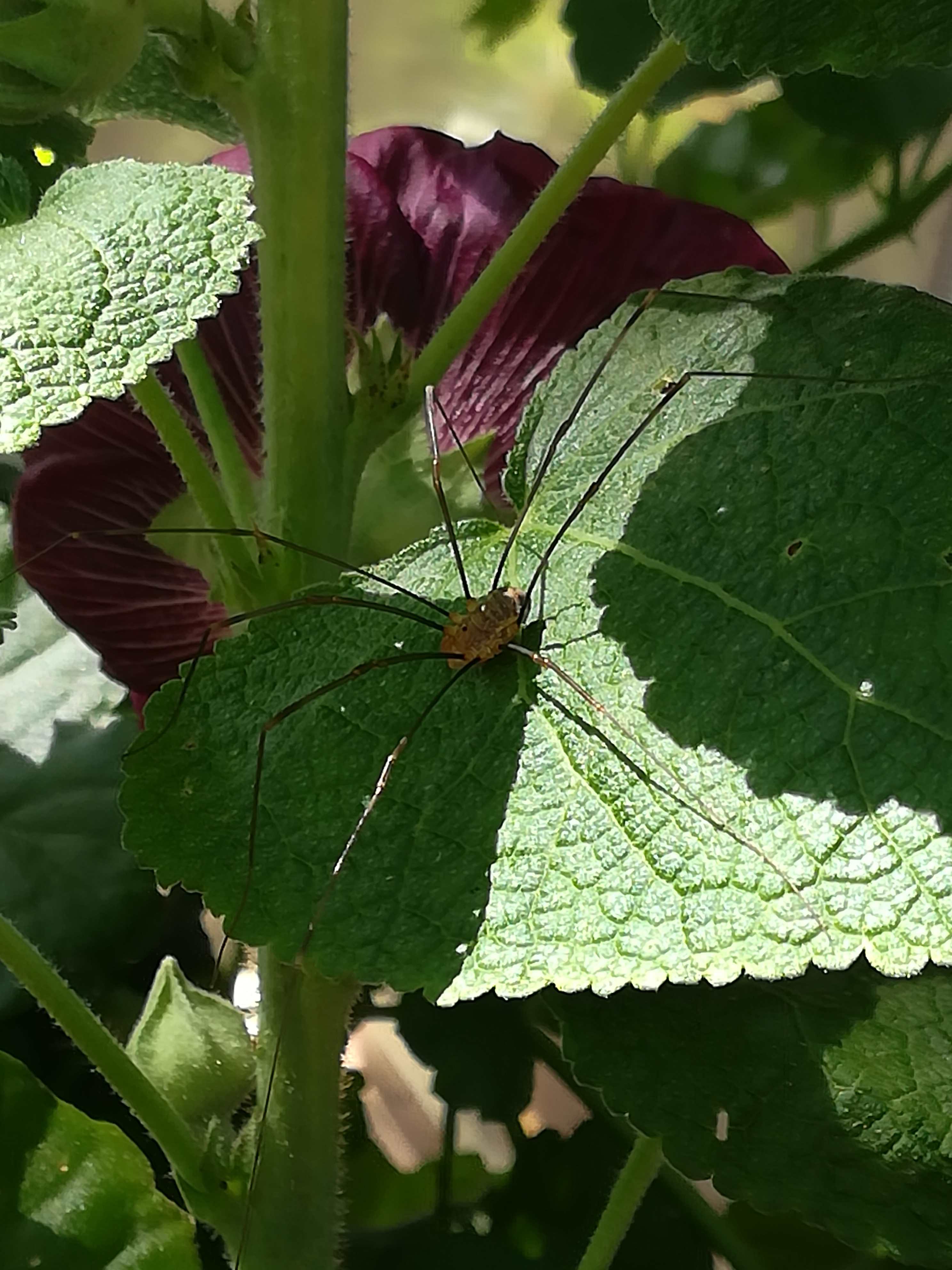 It could be a North European harvestman (Leiobunum rotundum)