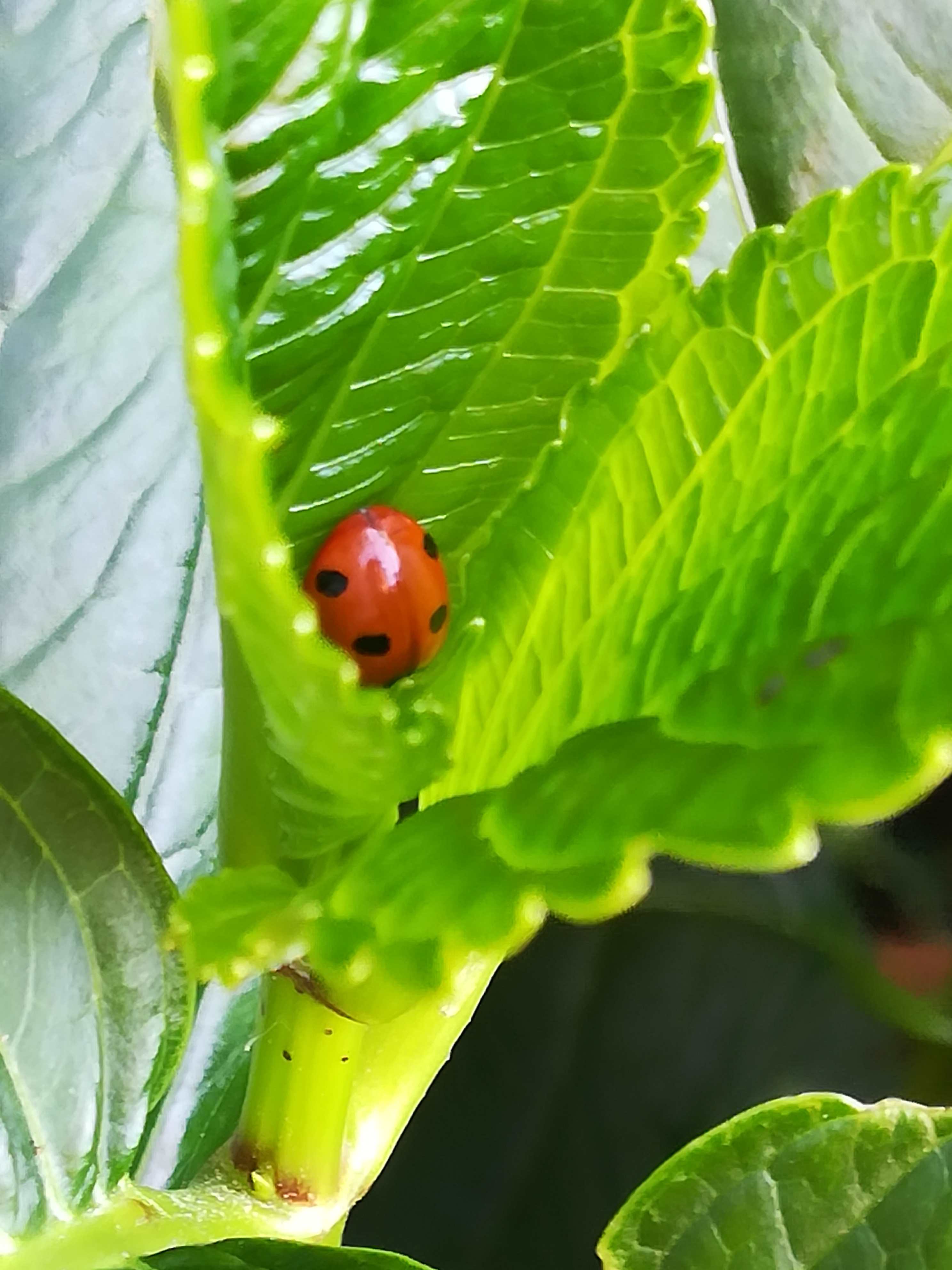 Coccinella septempunctata, the seven-spot ladybird (or, in North America, seven-spotted ladybug or C-7)