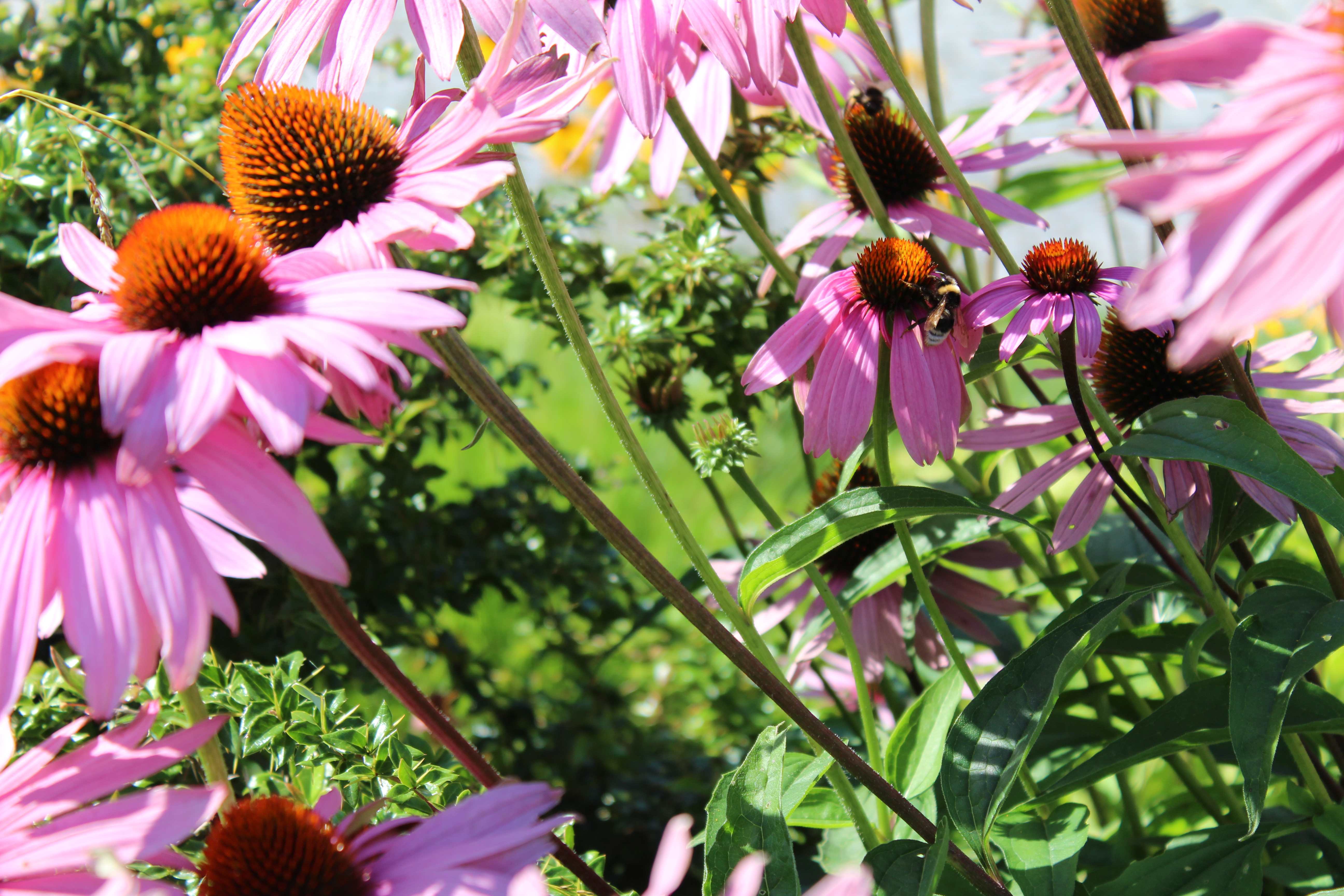 It could be a Western honey bee or European honey bee (Apis mellifera)