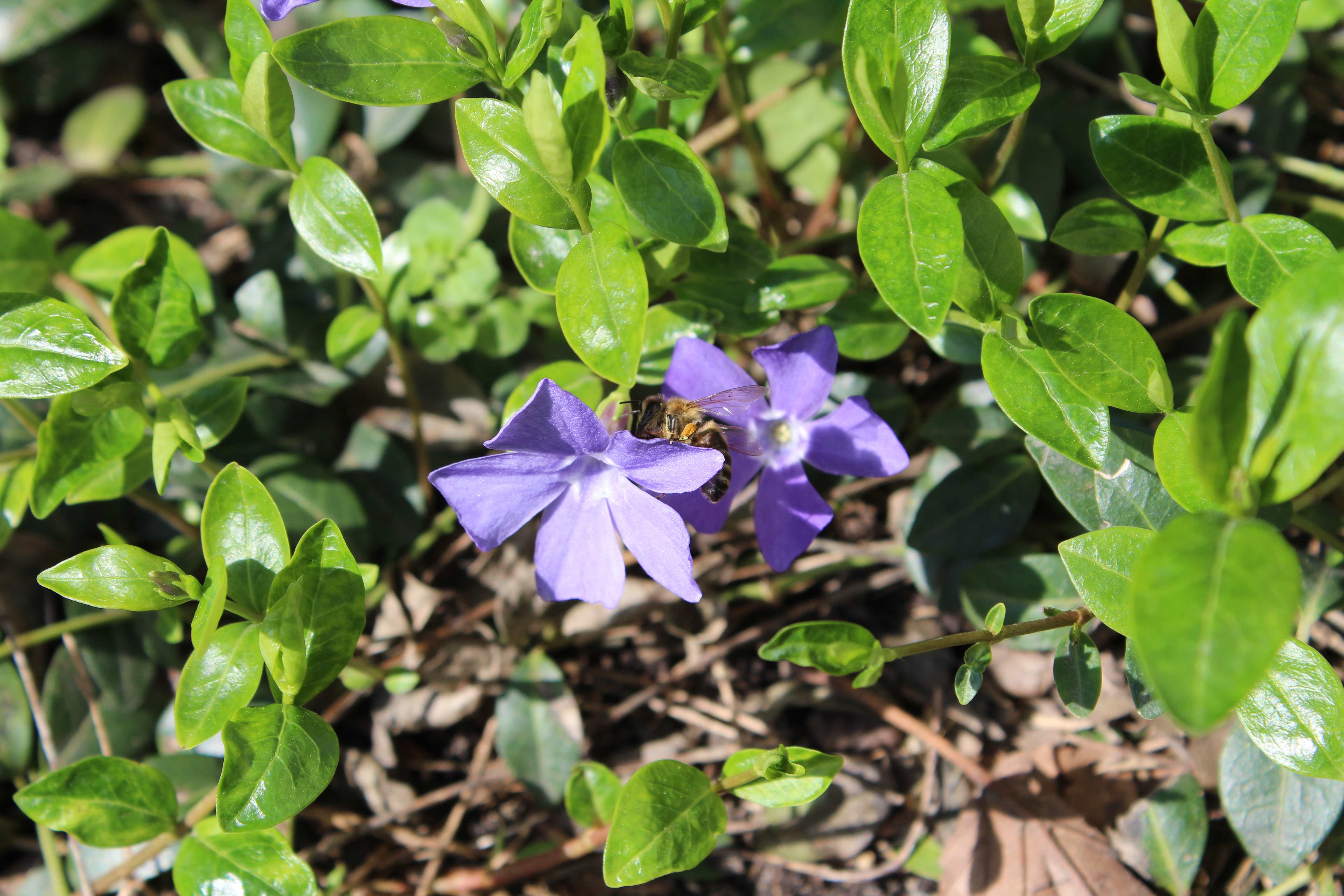 It could be a Western honey bee or European honey bee (Apis mellifera)