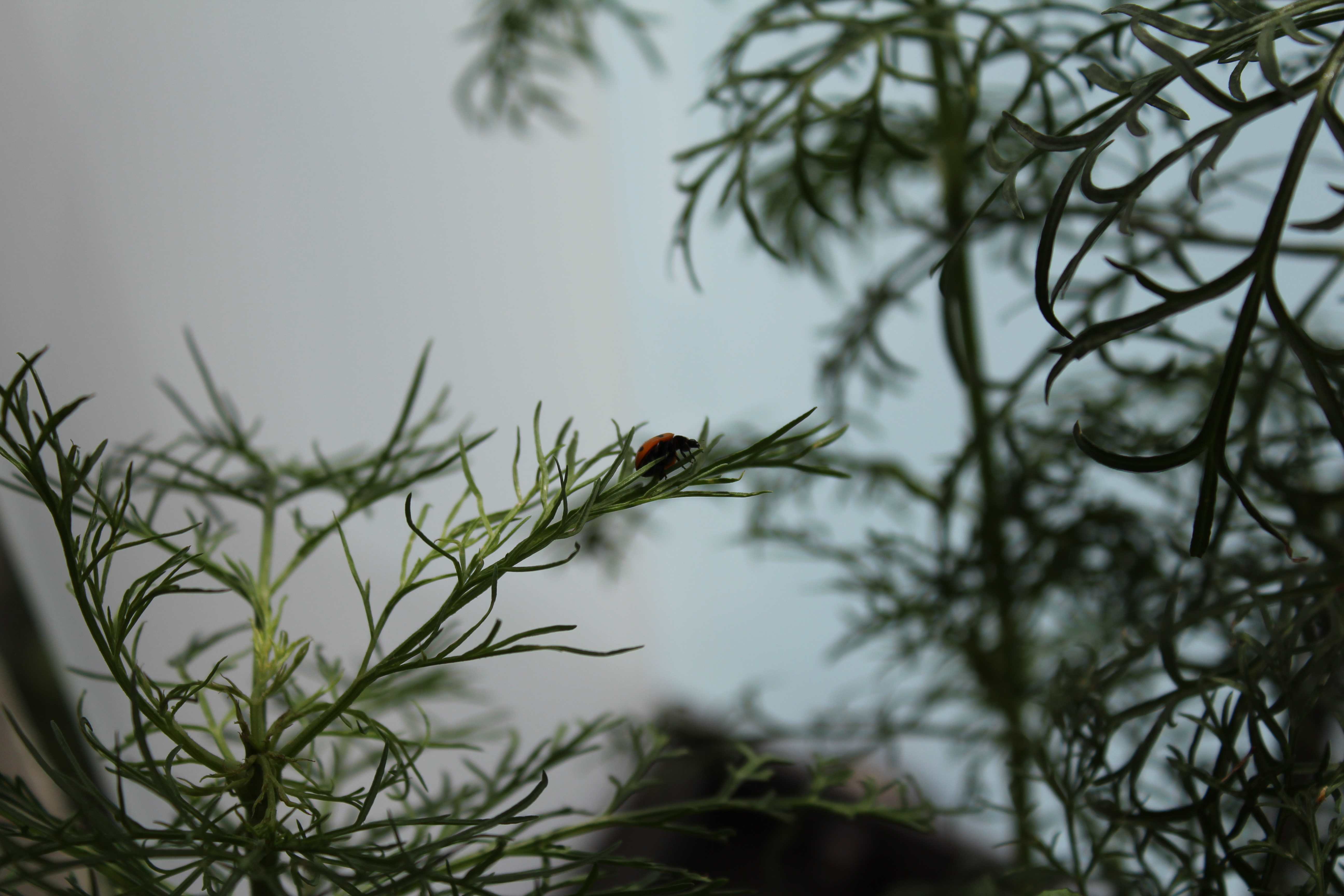 Coccinella septempunctata, the seven-spot ladybird (or, in North America, seven-spotted ladybug or C-7)