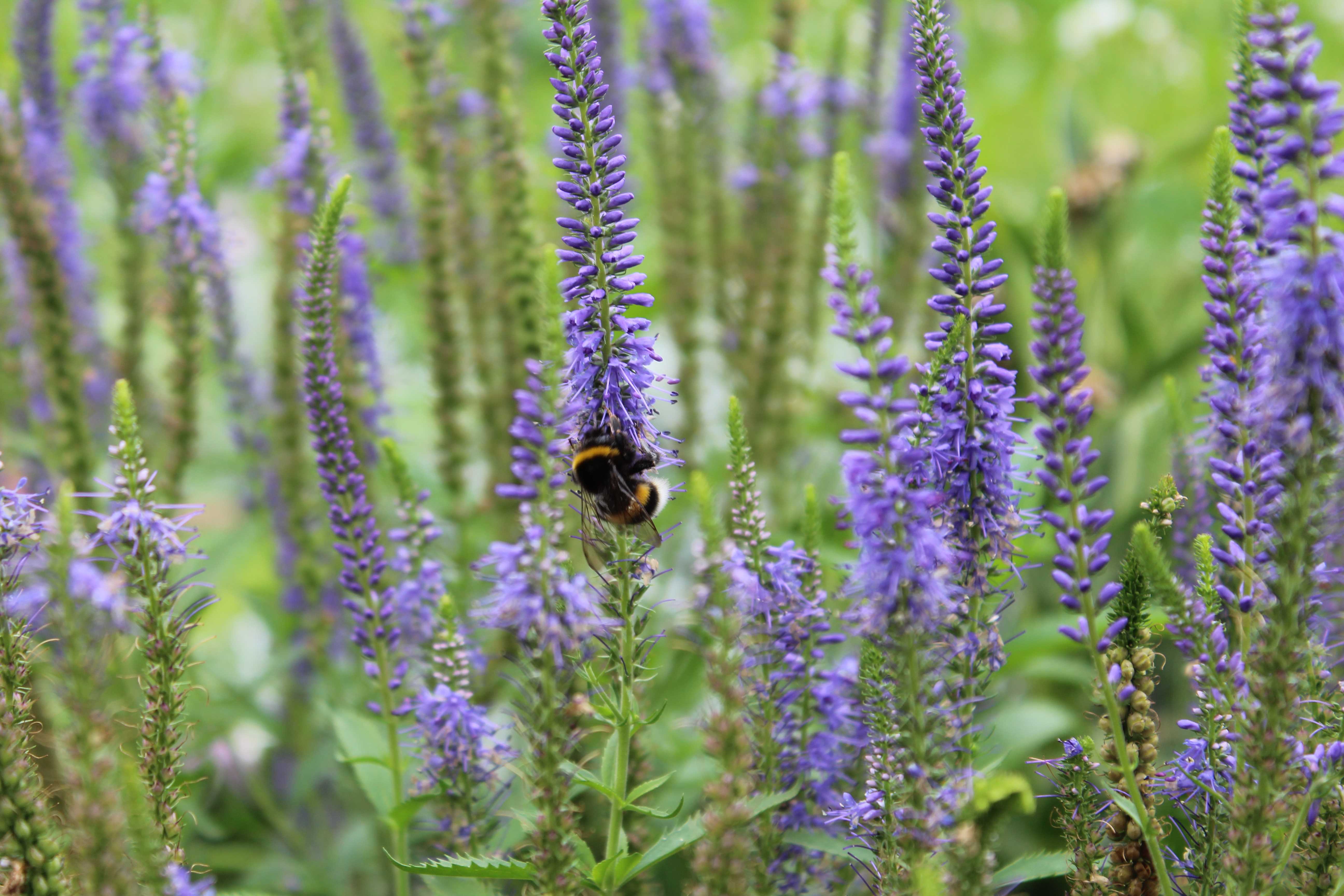 It could be a Bombus terrestris, the buff-tailed bumblebee or large earth bumblebee / Bombus magnus, known by the common name northern white-tailed bumblebee