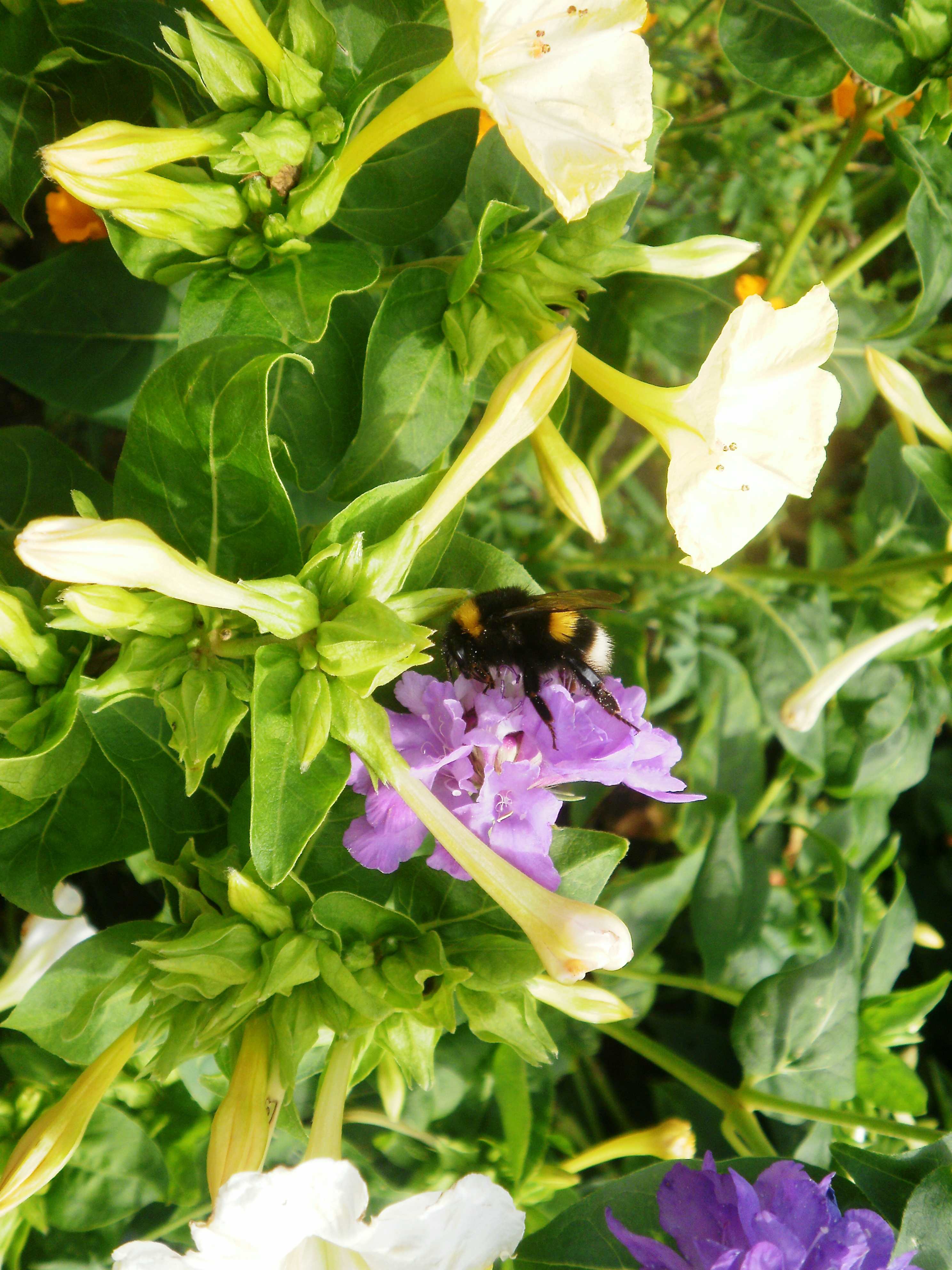 It could be a Bombus terrestris, the buff-tailed bumblebee or large earth bumblebee / Bombus magnus, known by the common name northern white-tailed bumblebee