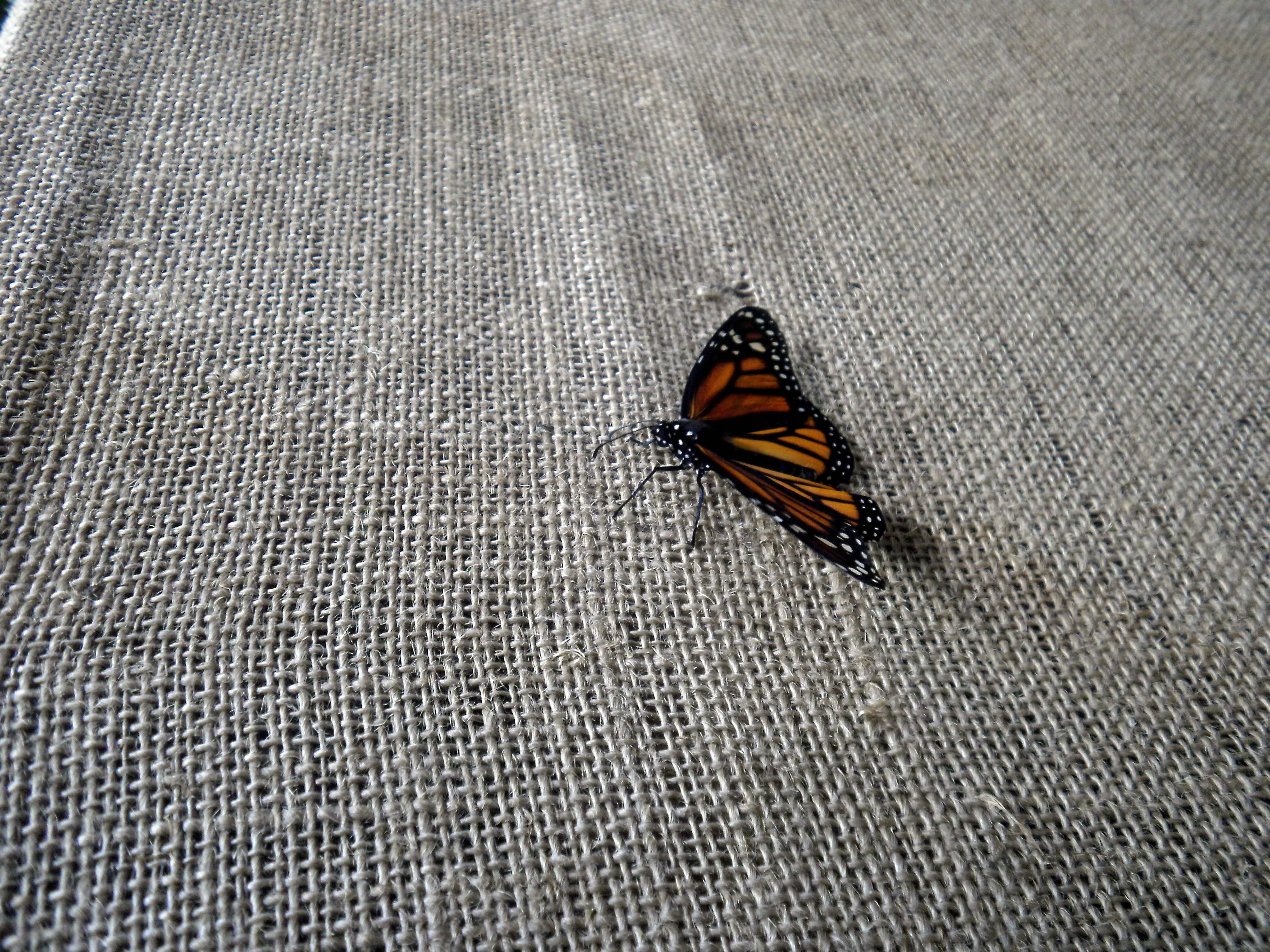 Monarch butterfly or simply monarch (Danaus plexippus)