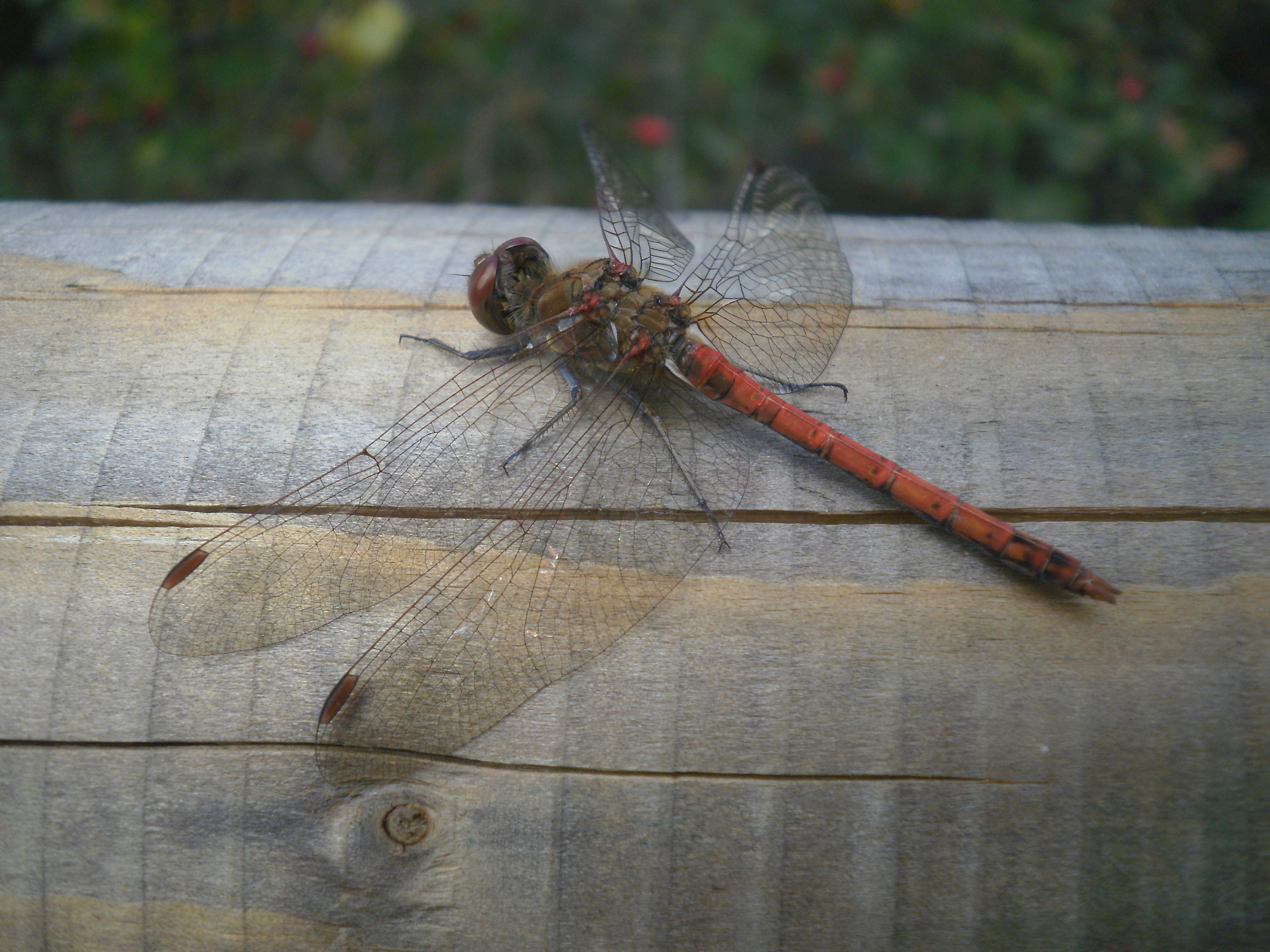 Vagrant darter dagronfly / Gemeine Heidelibelle (Sympetrum vulgatum), male