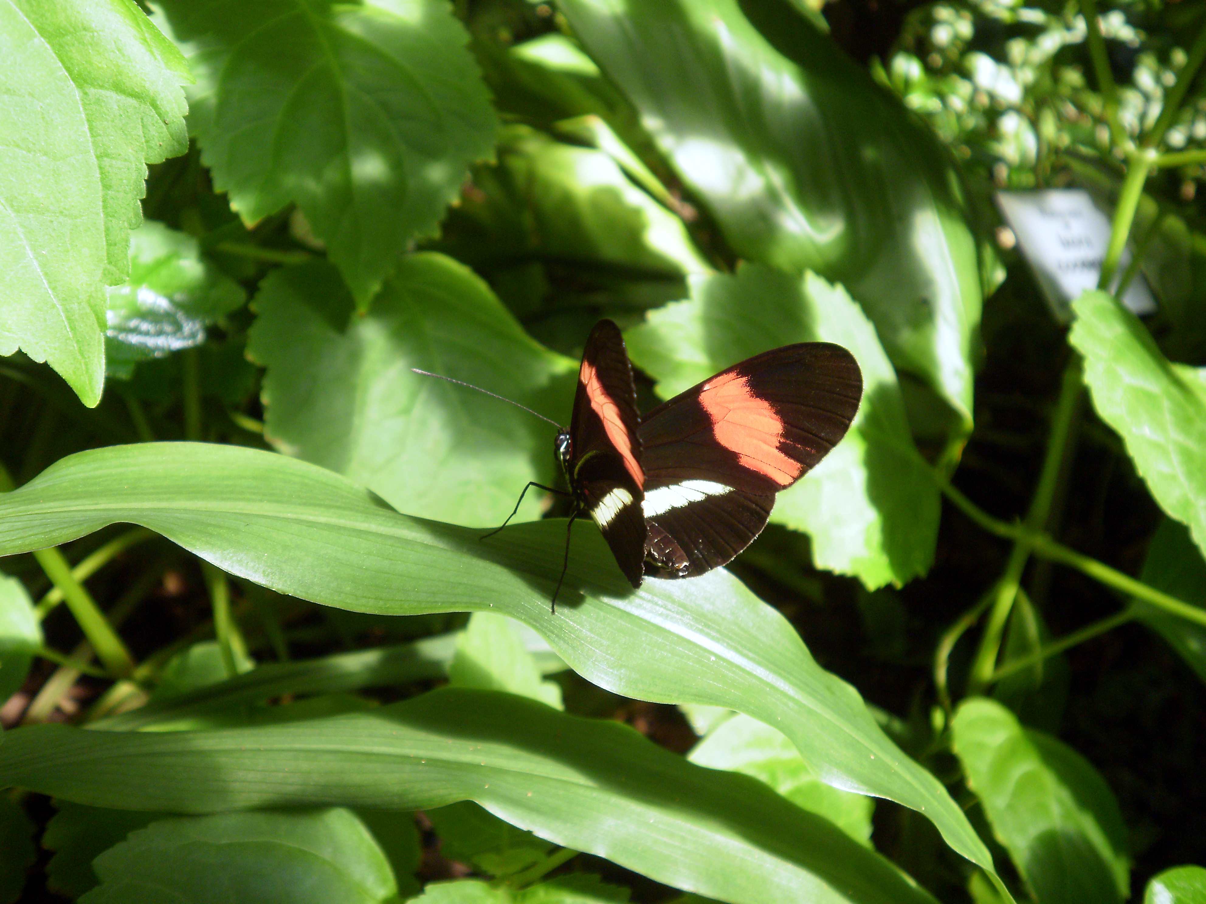 Heliconius erato, or the red postman. It is also commonly known as the small postman, the red passion flower butterfly, or the crimson-patched longwing