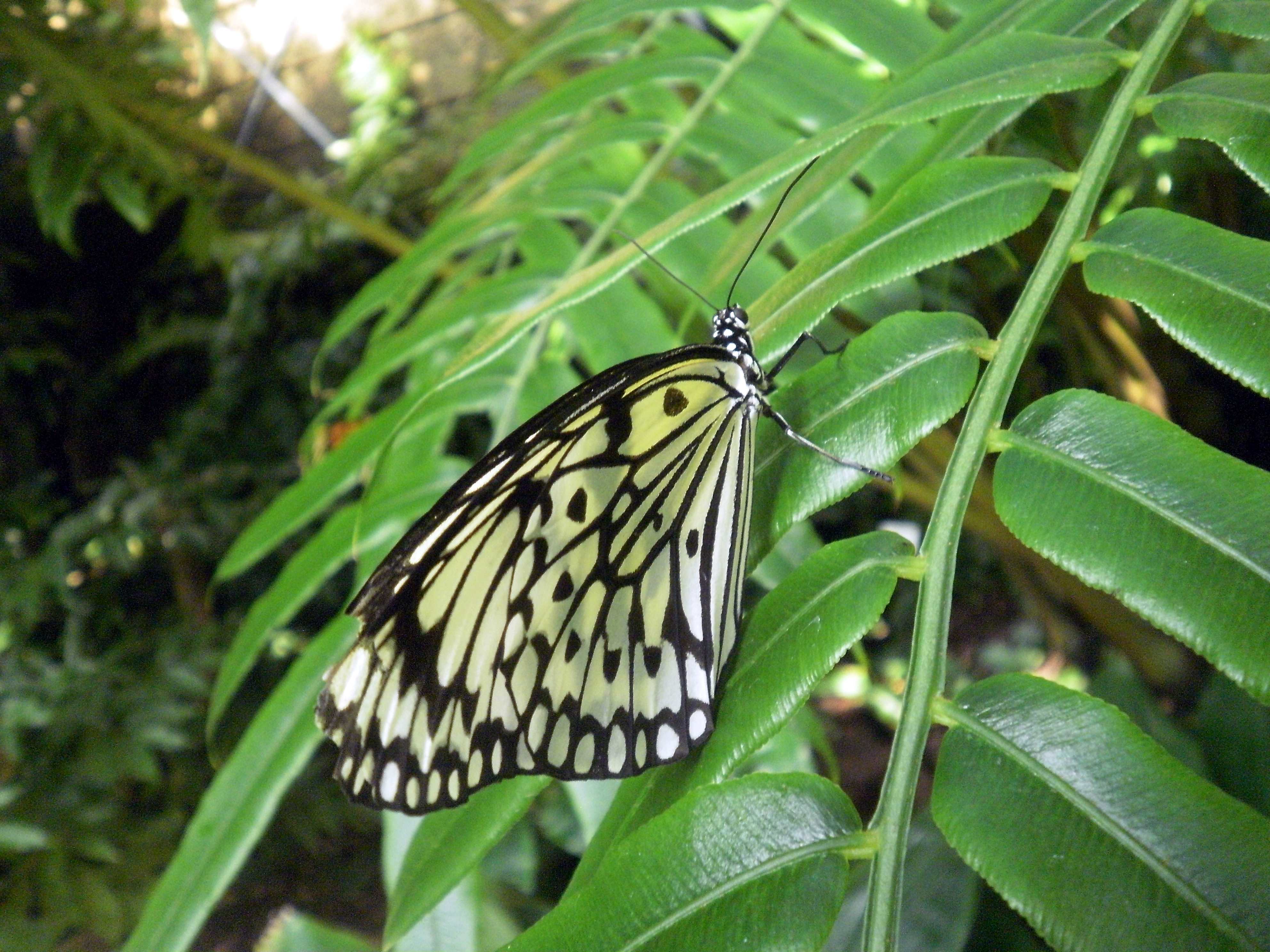 Idea leuconoe, also known as the paper kite butterfly, rice paper butterfly or large tree nymph