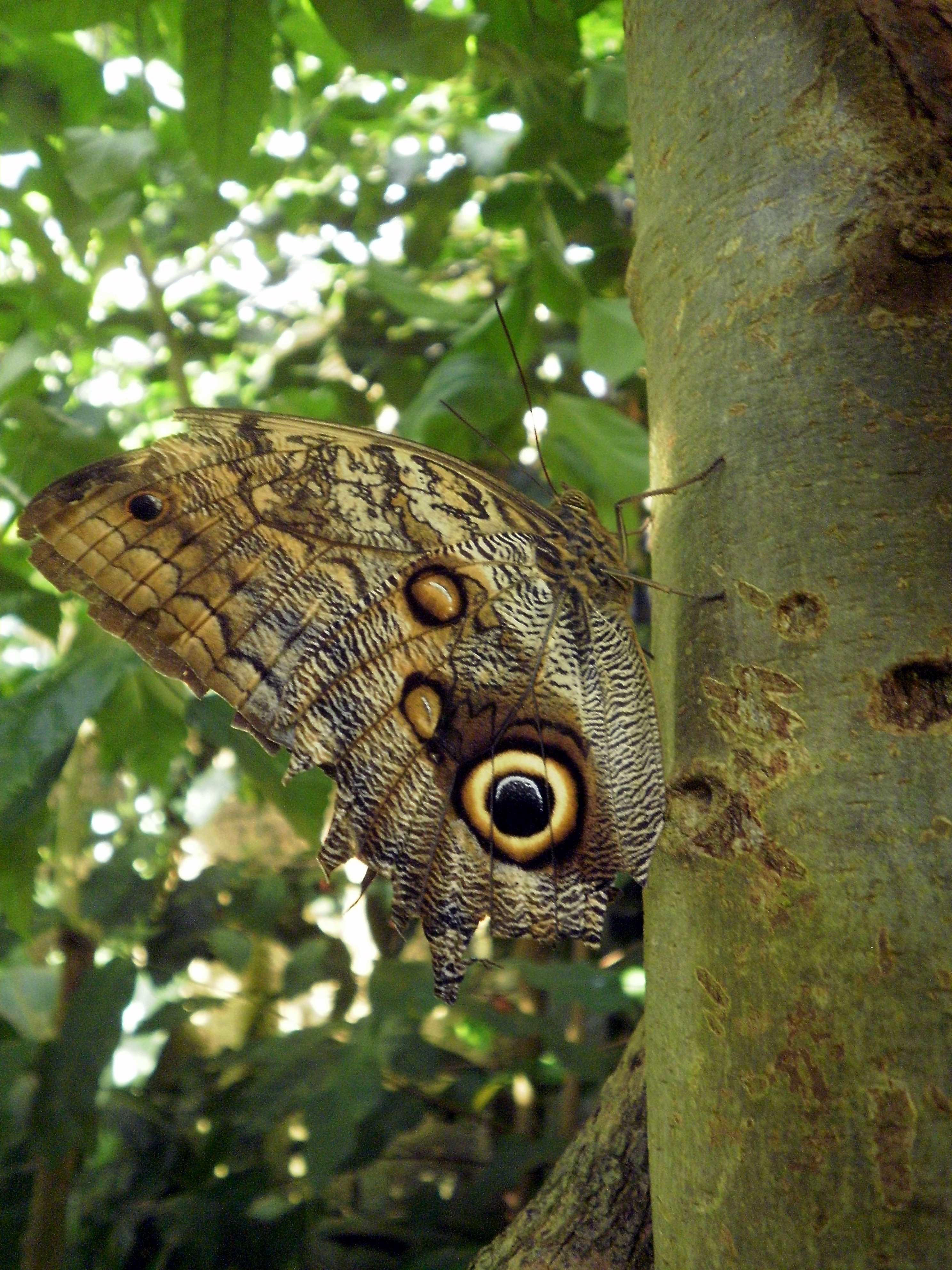 Caligo eurilochus, the forest giant owl