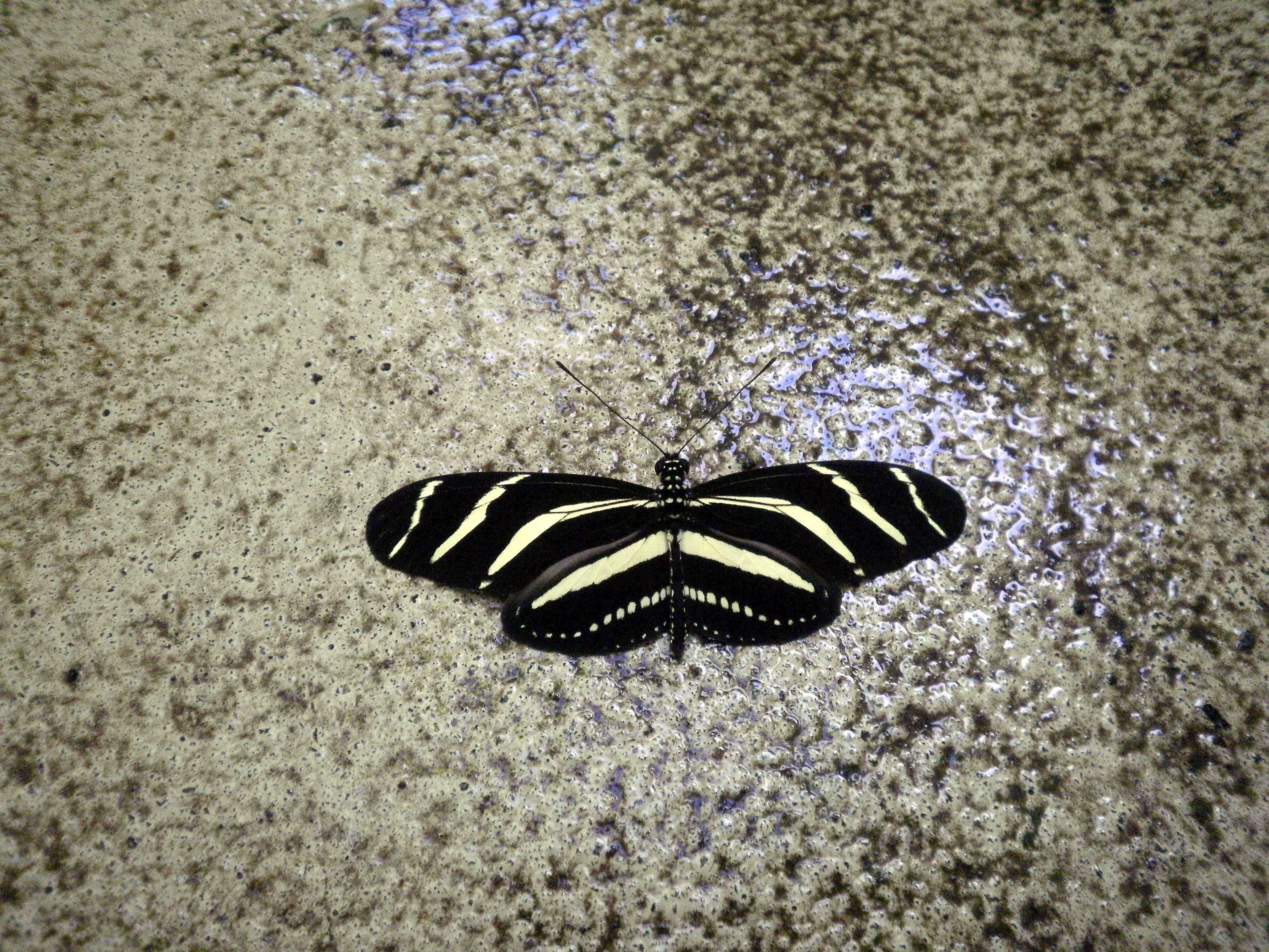 Heliconius charithonia, the zebra longwing or zebra heliconian