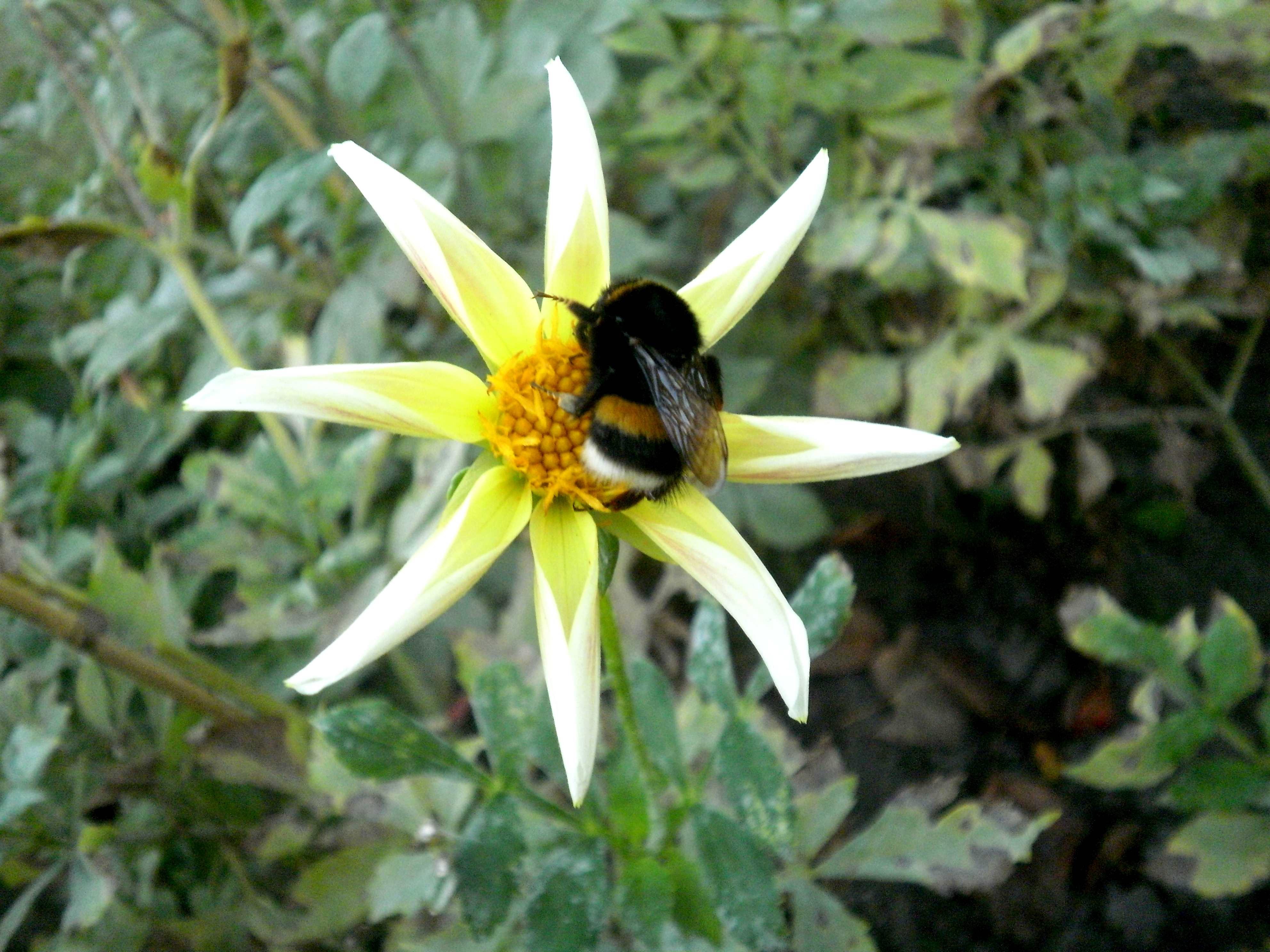 It could be a Bombus terrestris, the buff-tailed bumblebee or large earth bumblebee / Bombus magnus, known by the common name northern white-tailed bumblebee