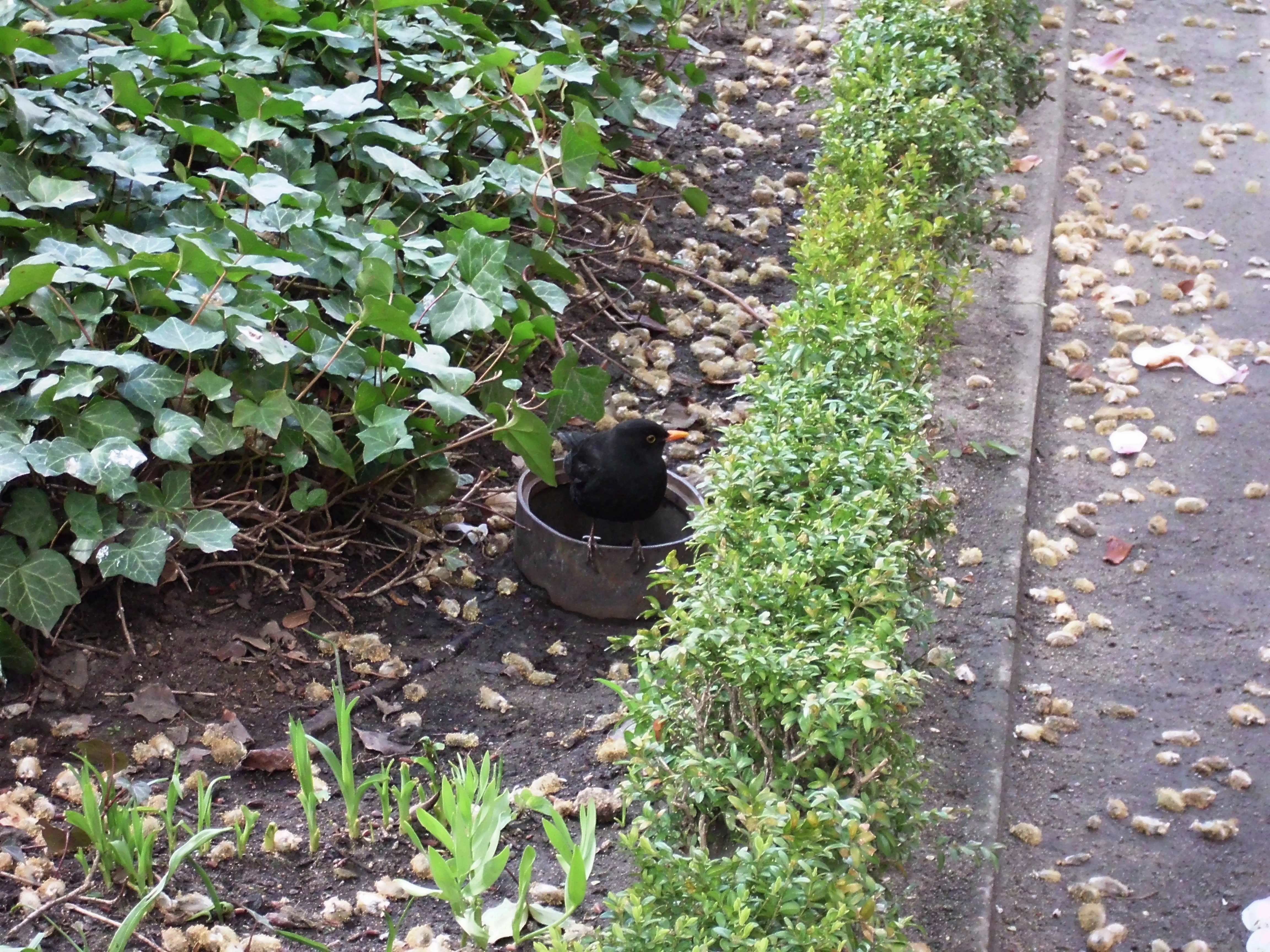 Male common blackbird (T. merula)