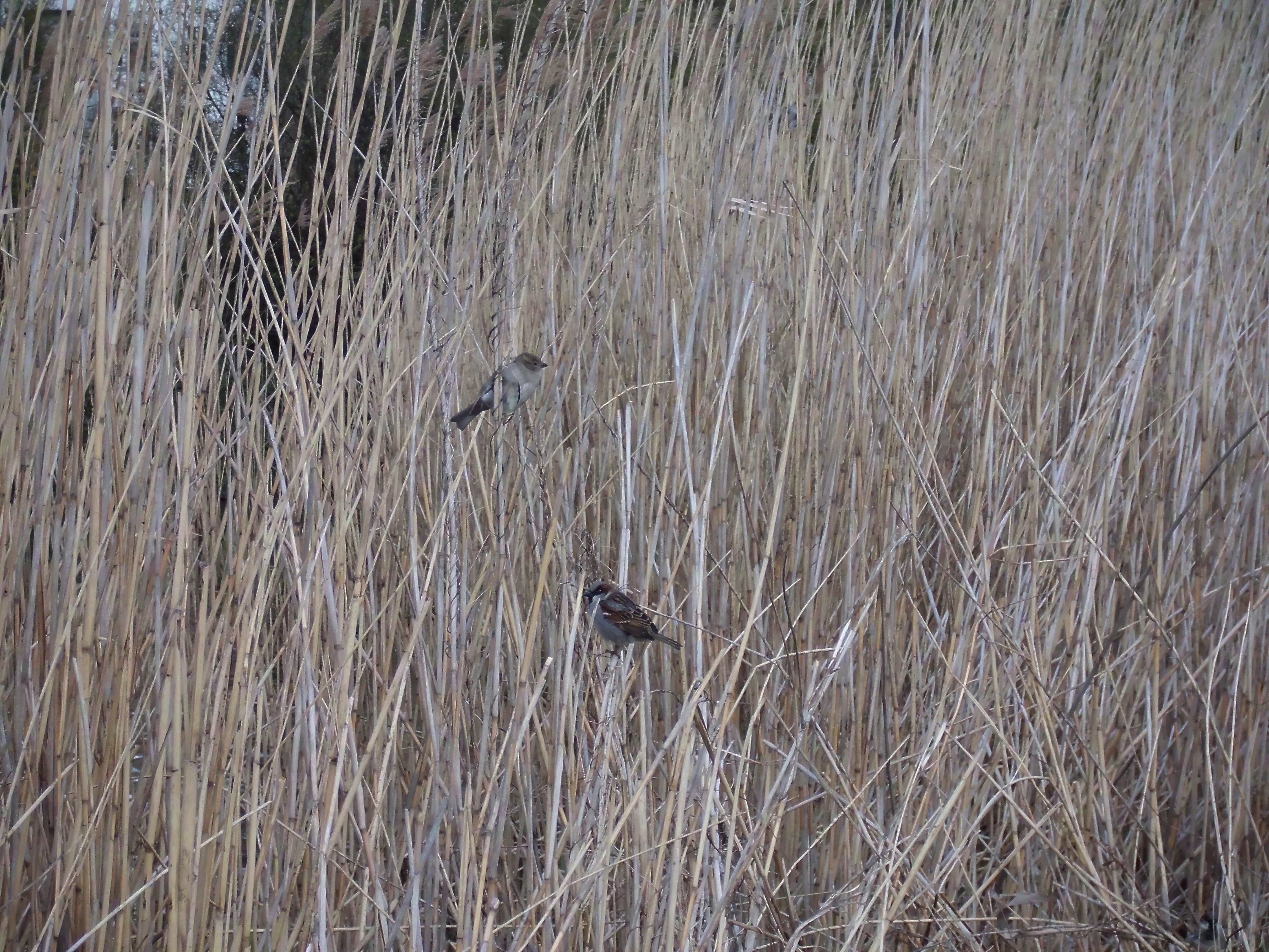 The house sparrow (Passer domesticus)