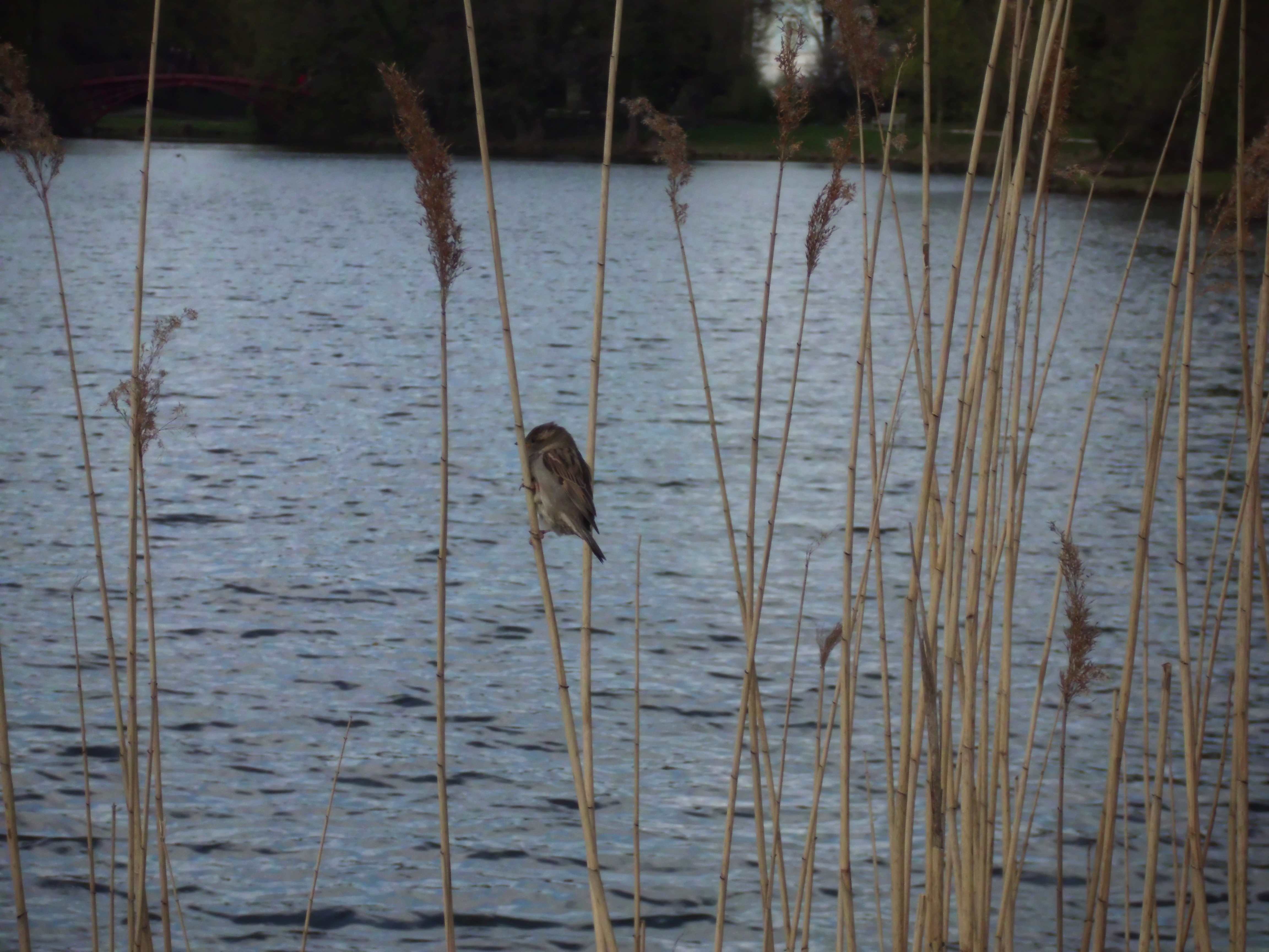 The house sparrow (Passer domesticus)