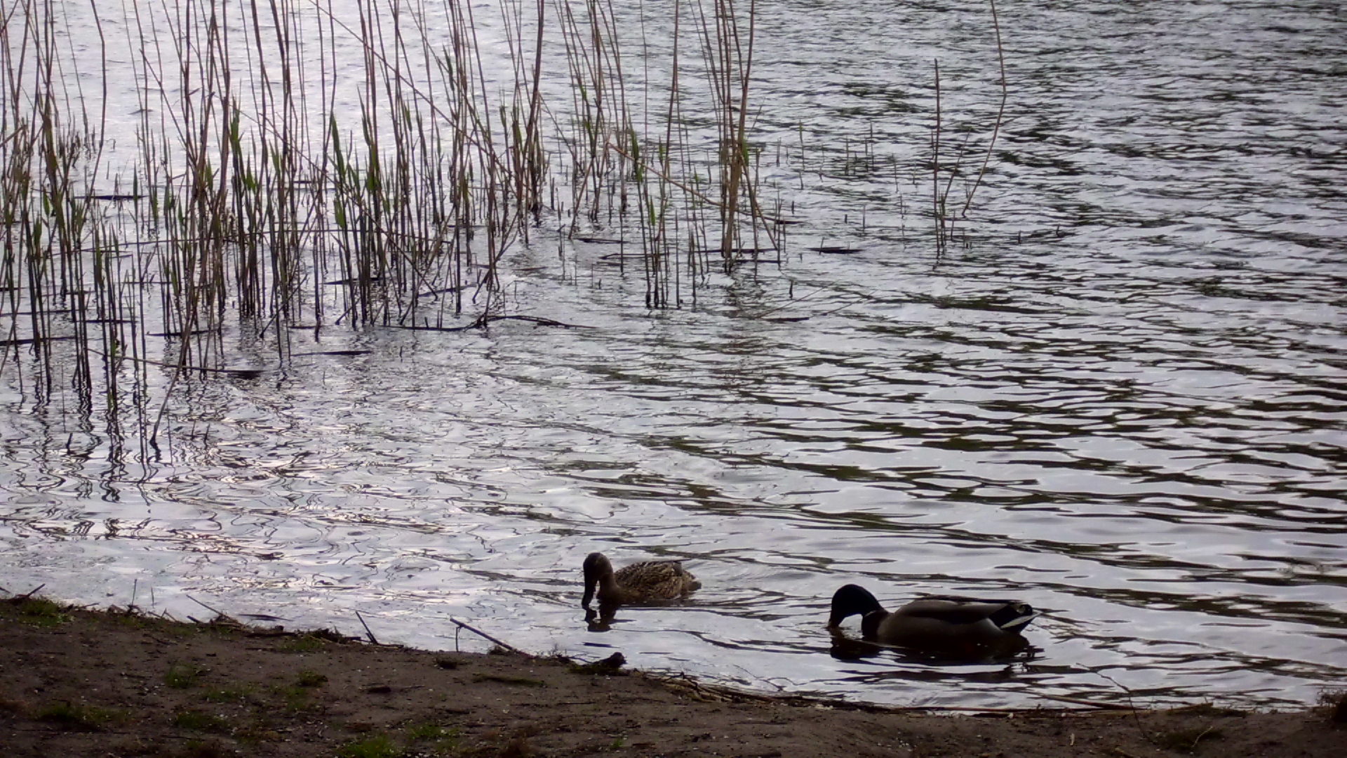 The mallard (Anas platyrhynchos) male and female