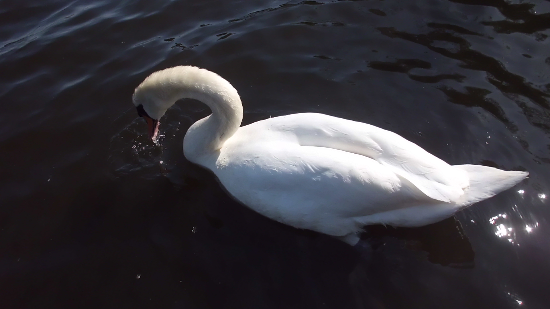 Mute swan (Cygnus olor)