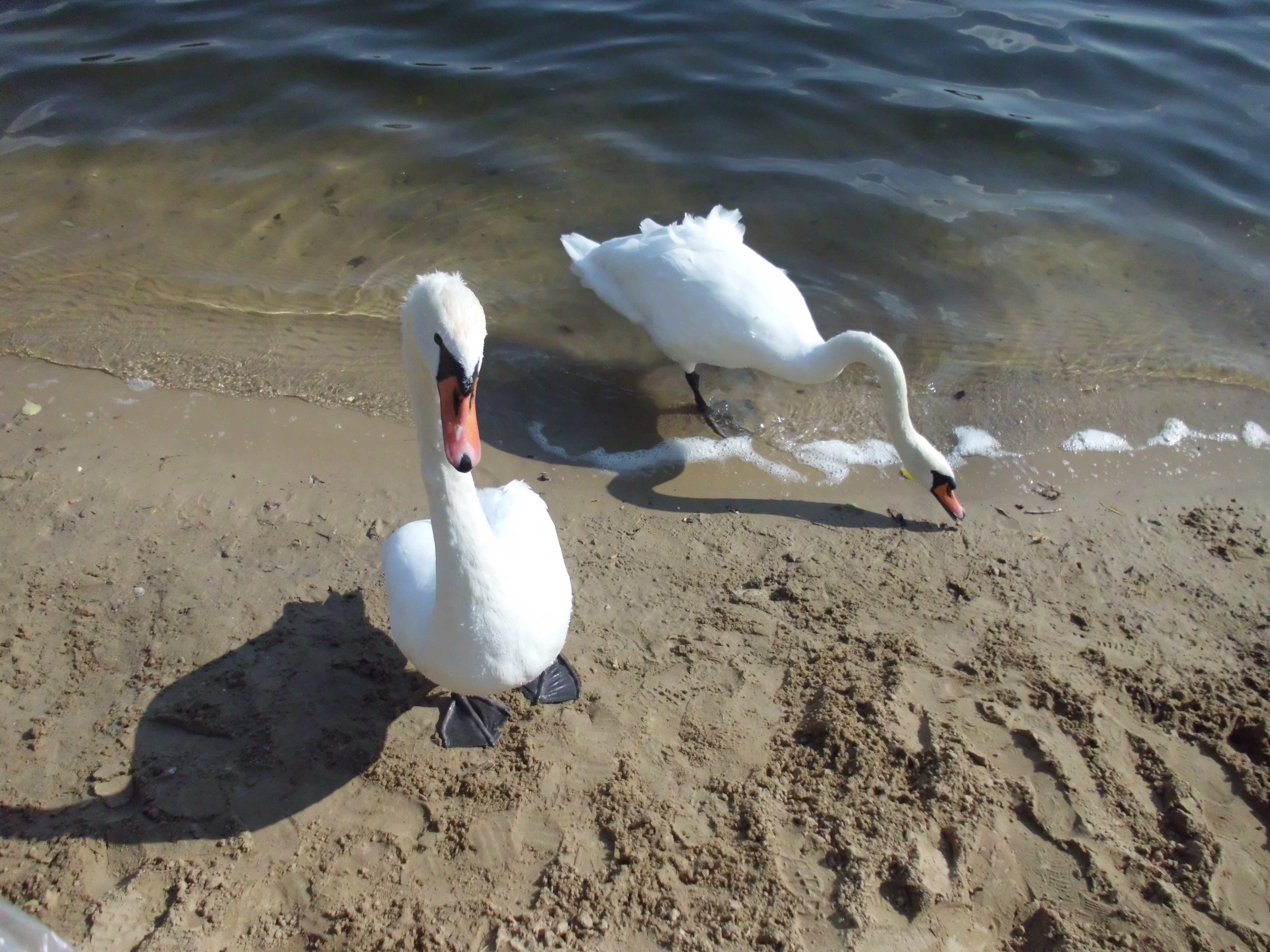 Mute swan (Cygnus olor)