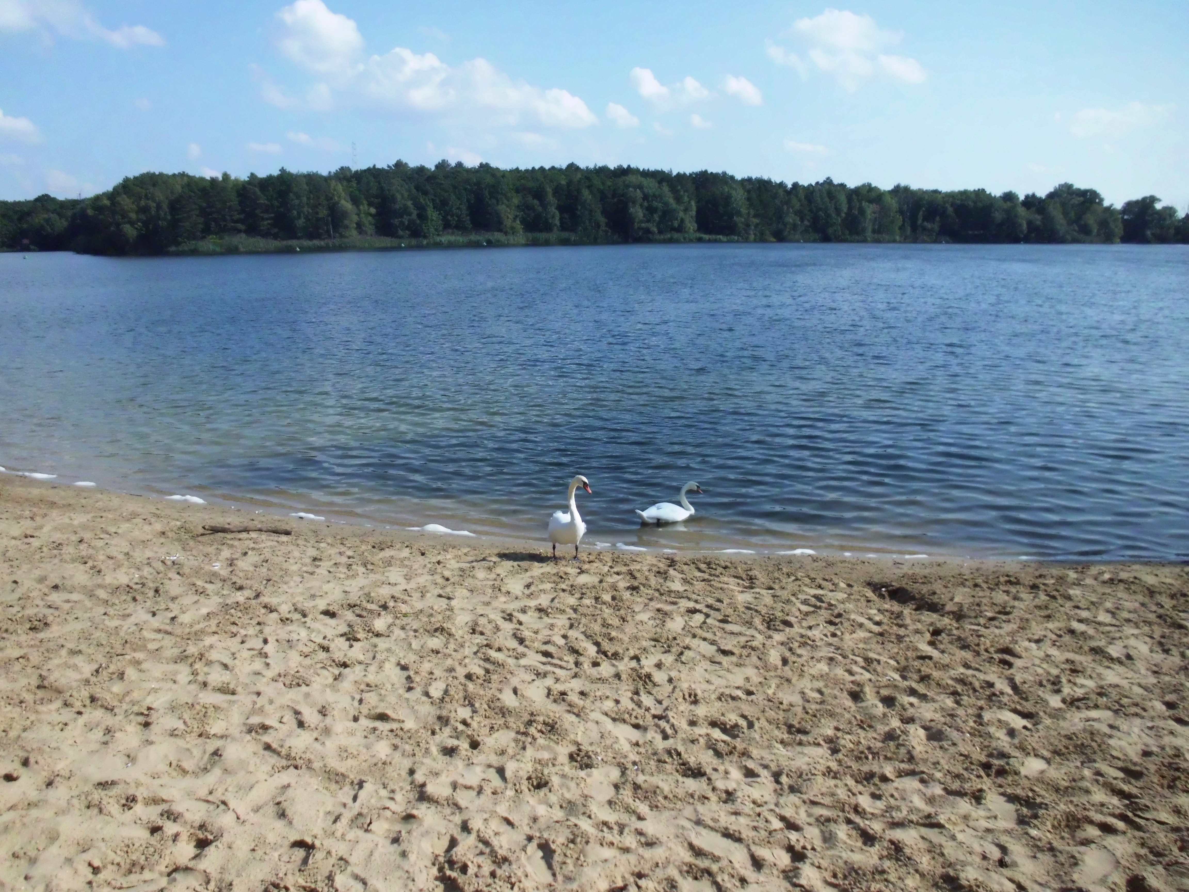 Mute swan (Cygnus olor)