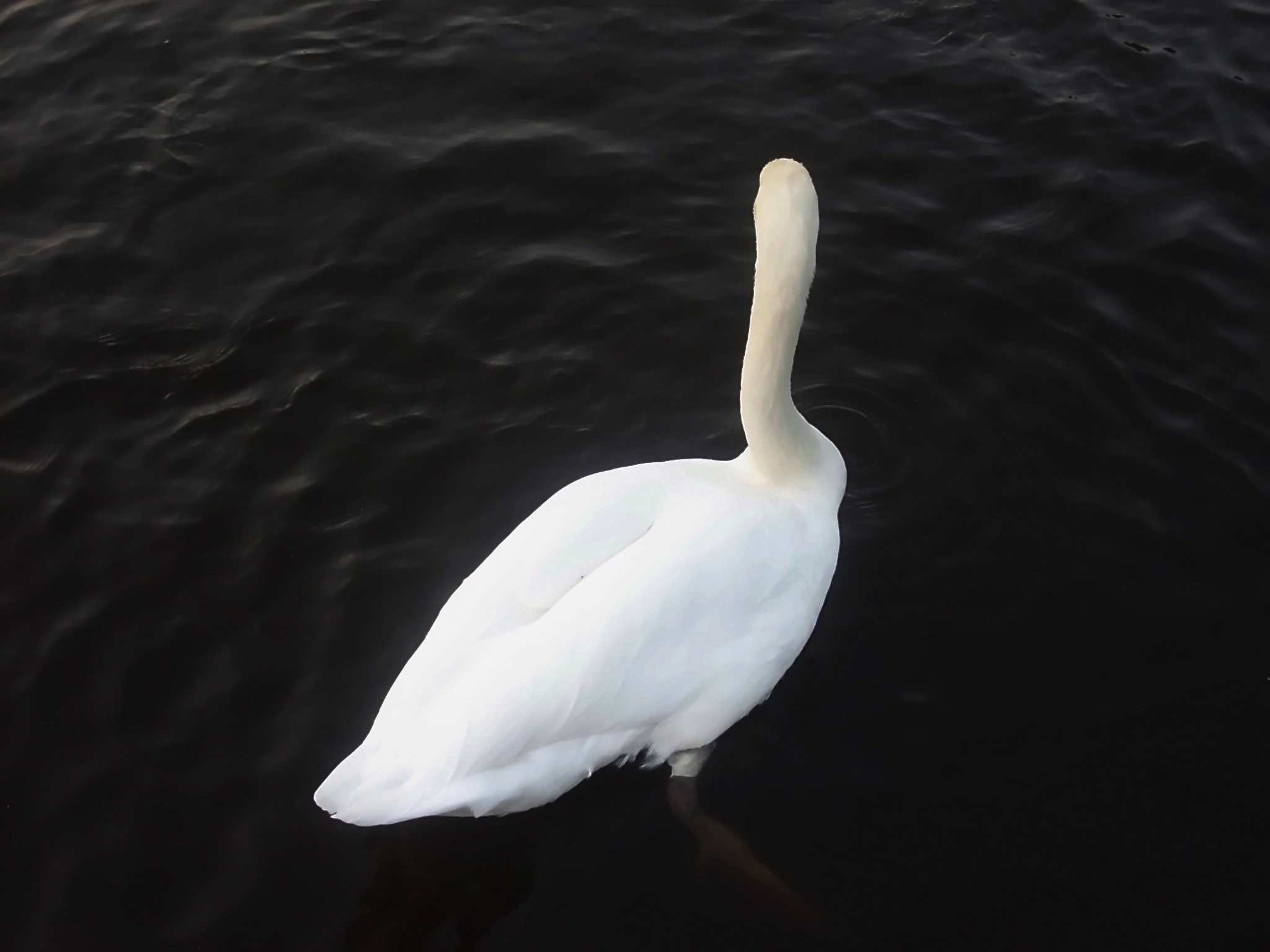 Mute swan (Cygnus olor)