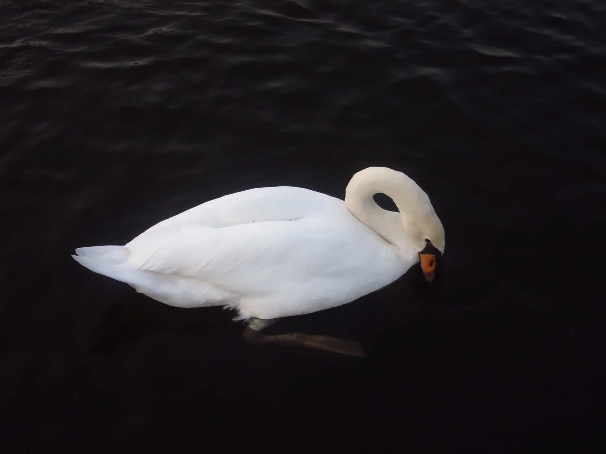 Mute swan (Cygnus olor)