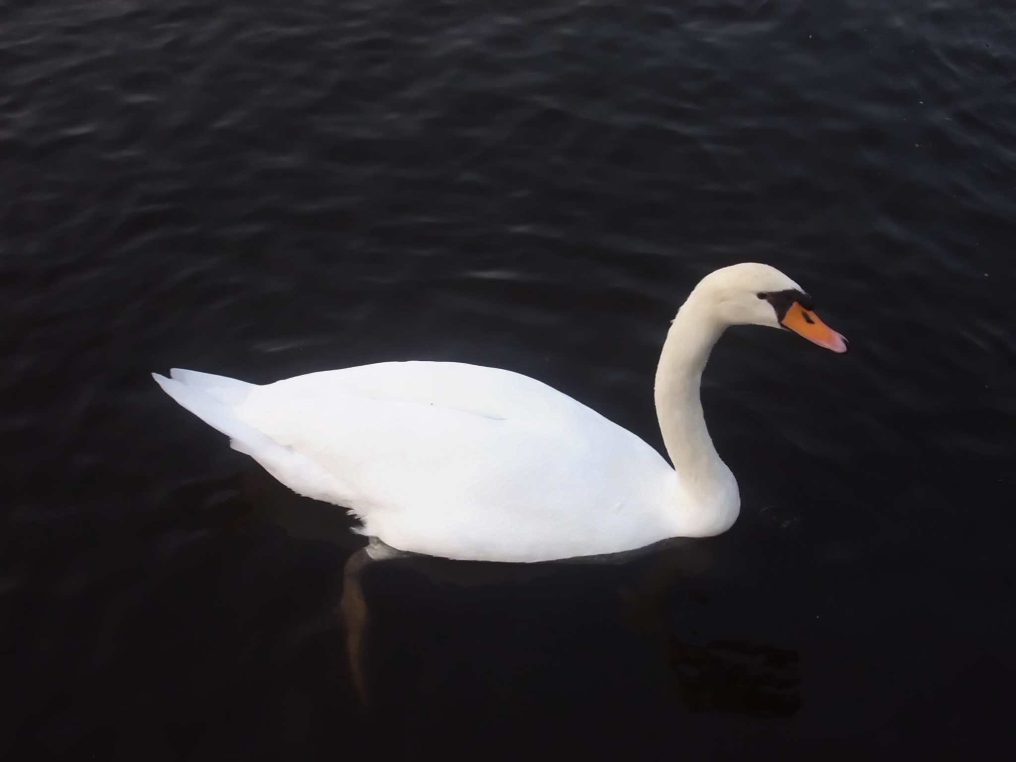 Mute swan (Cygnus olor)