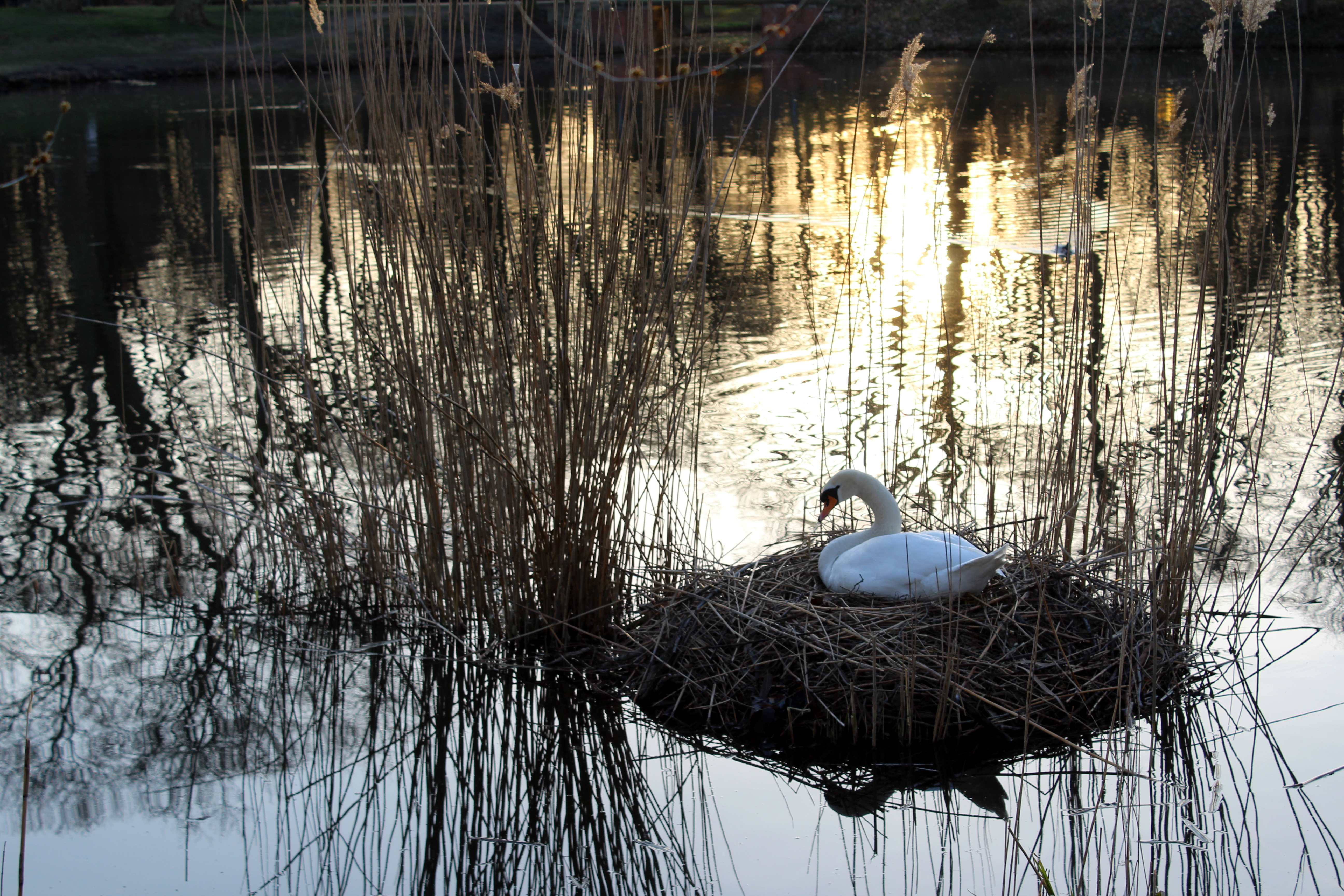 Mute swan (Cygnus olor)