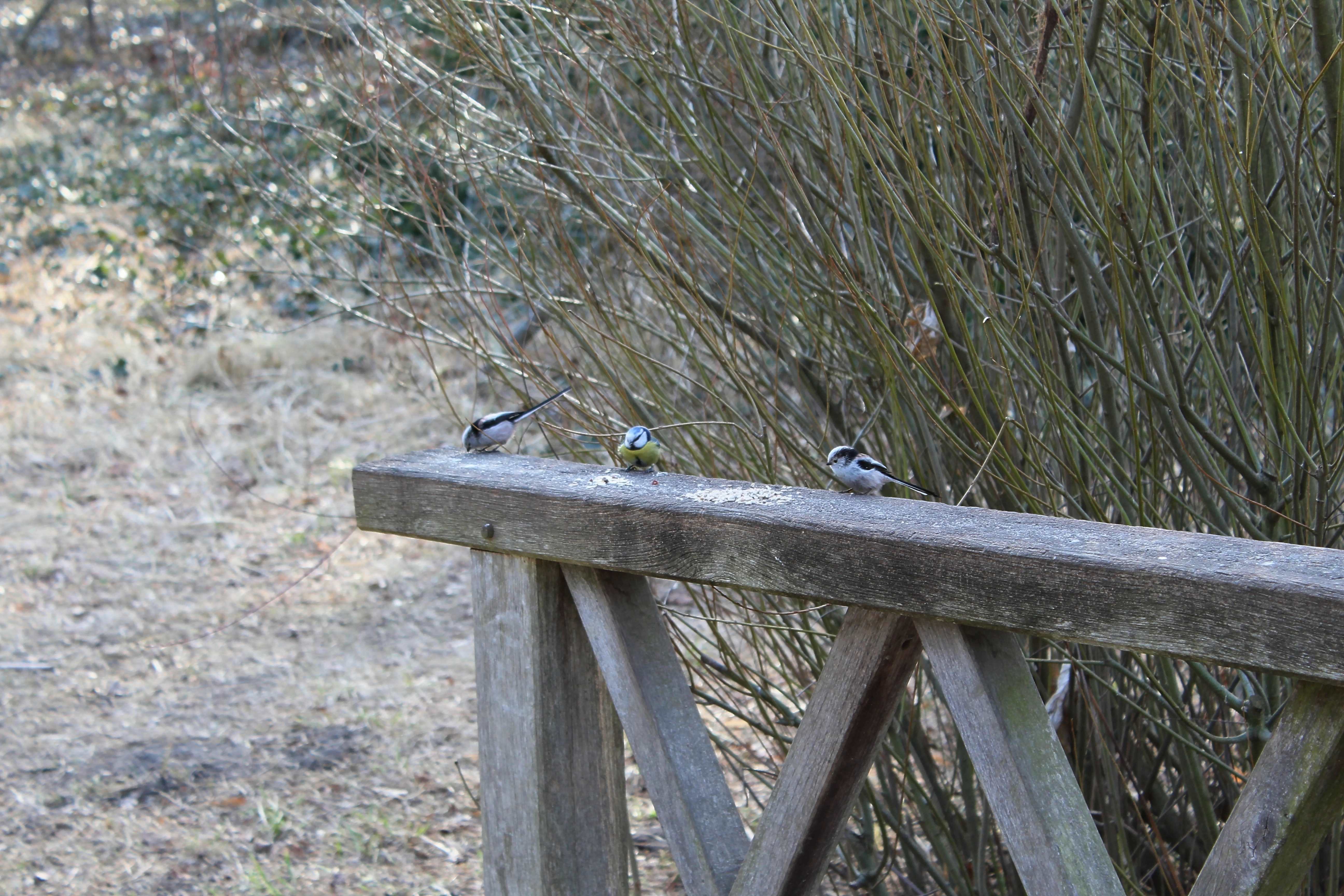 The long-tailed tit or long-tailed bushtit (Aegithalos caudatus) and The Eurasian blue tit (Cyanistes caeruleus)