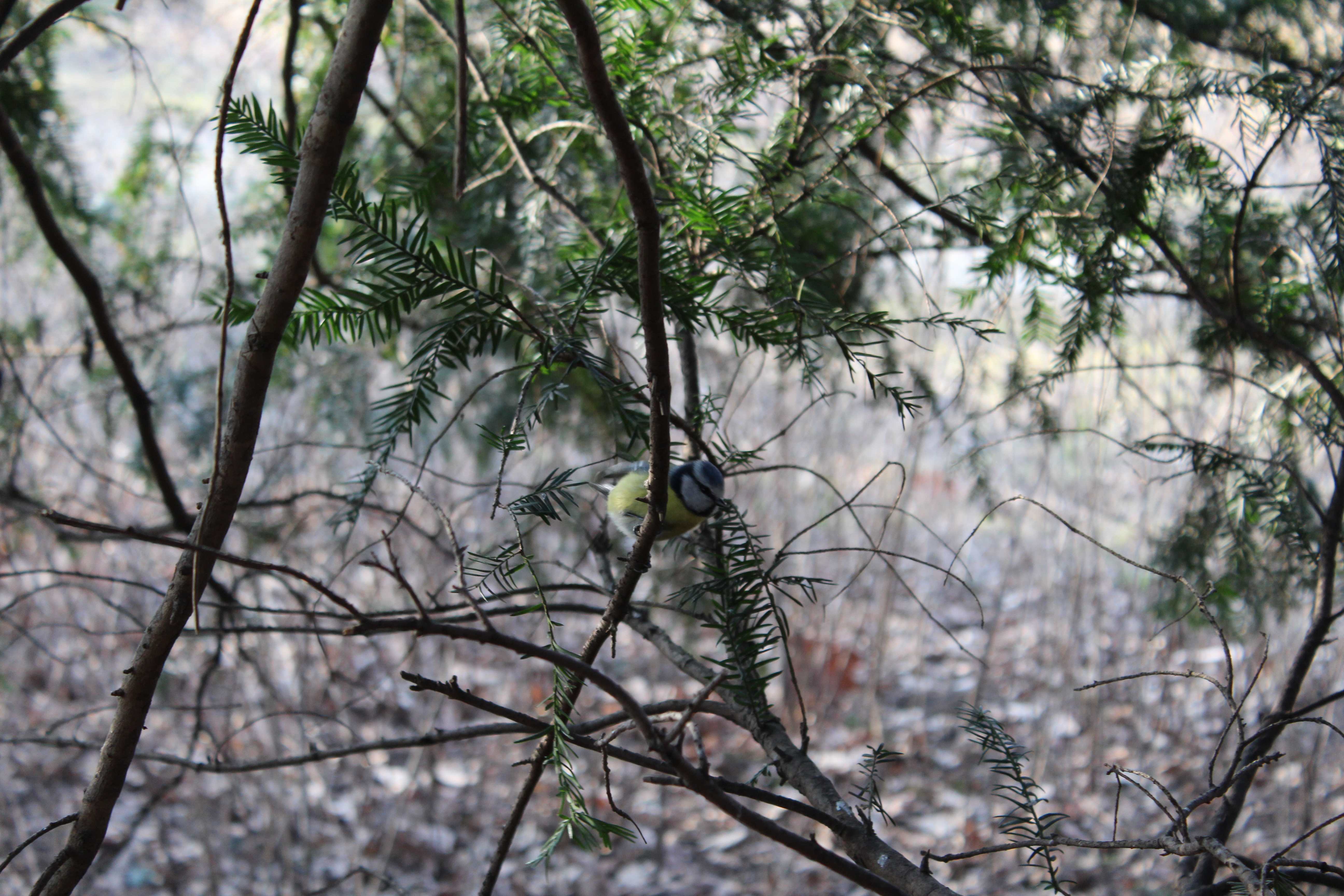 The Eurasian blue tit (Cyanistes caeruleus)