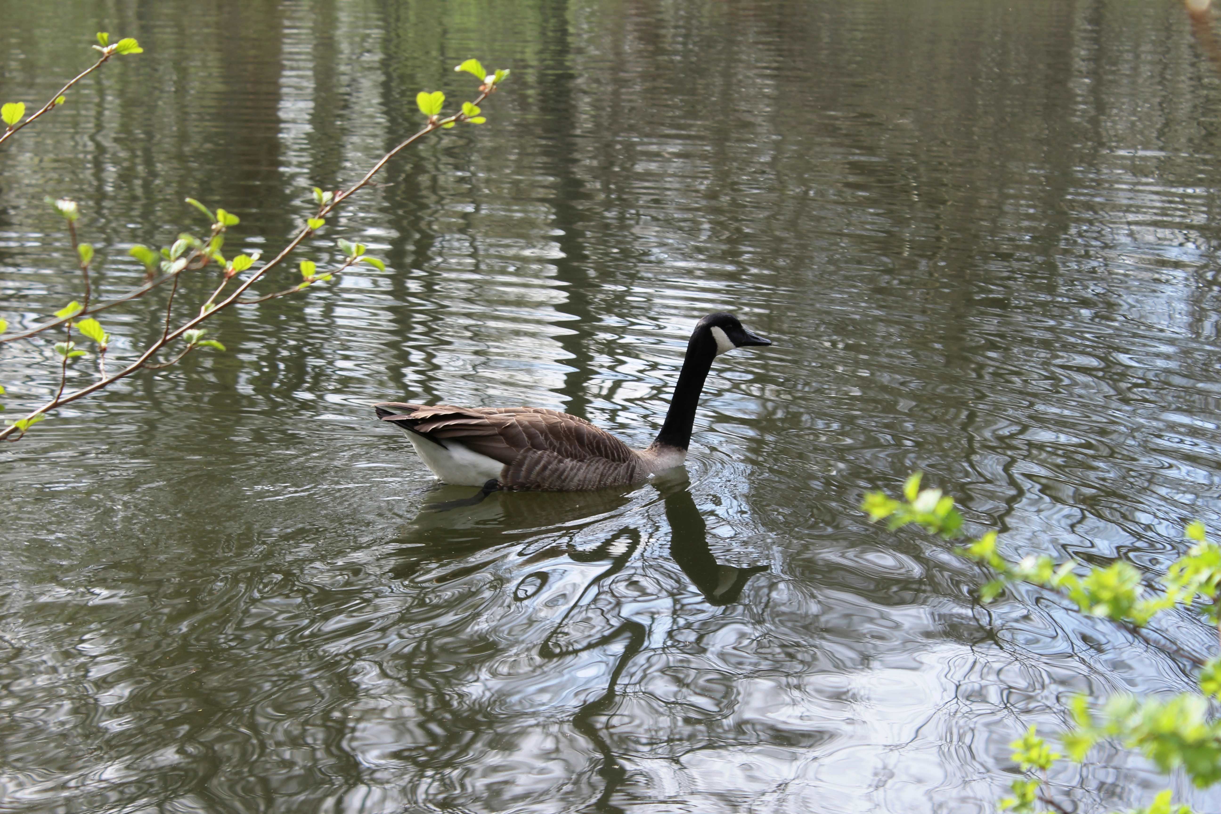 The Canada goose (Branta canadensis)