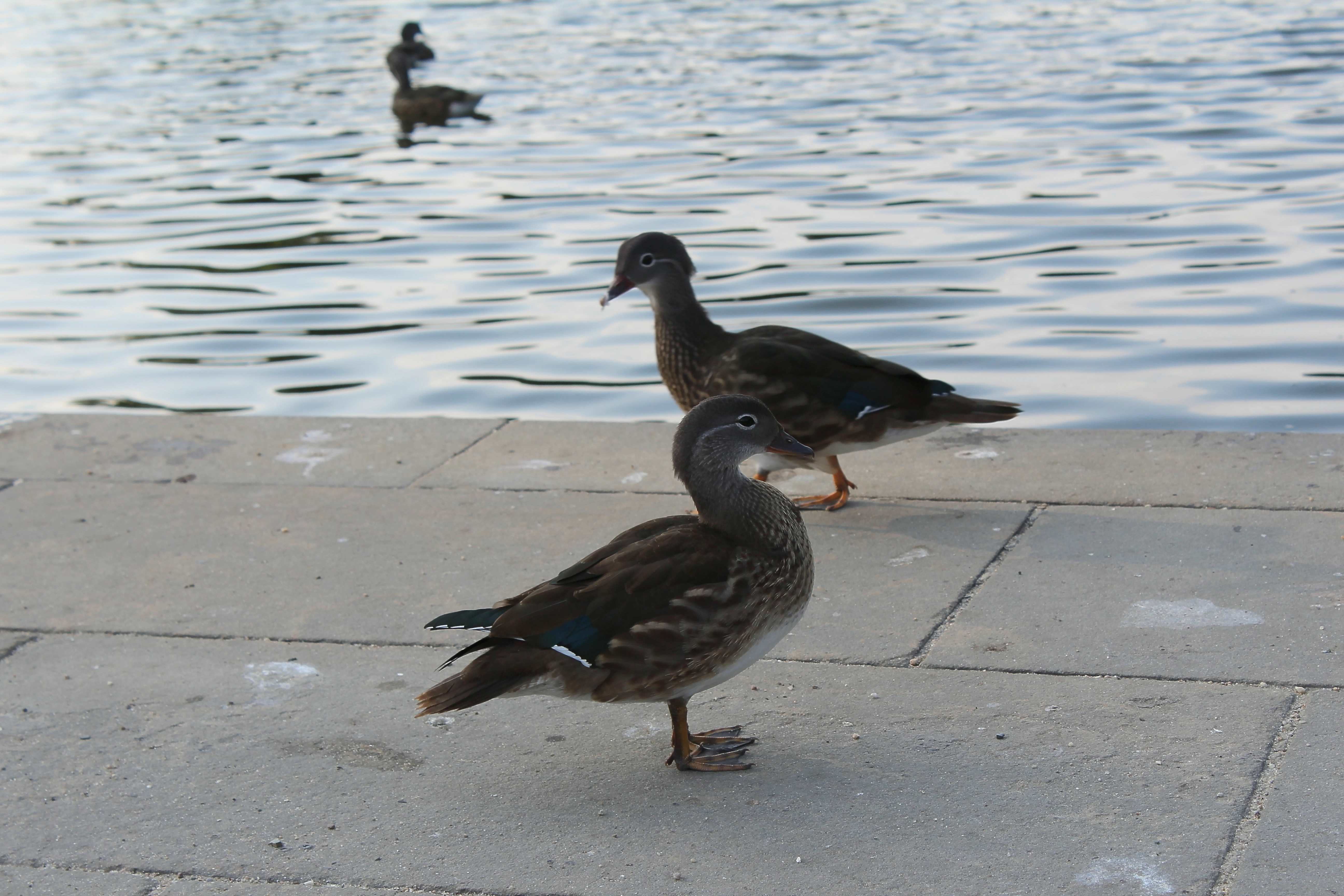 The female mandarin duck (Aix galericulata)