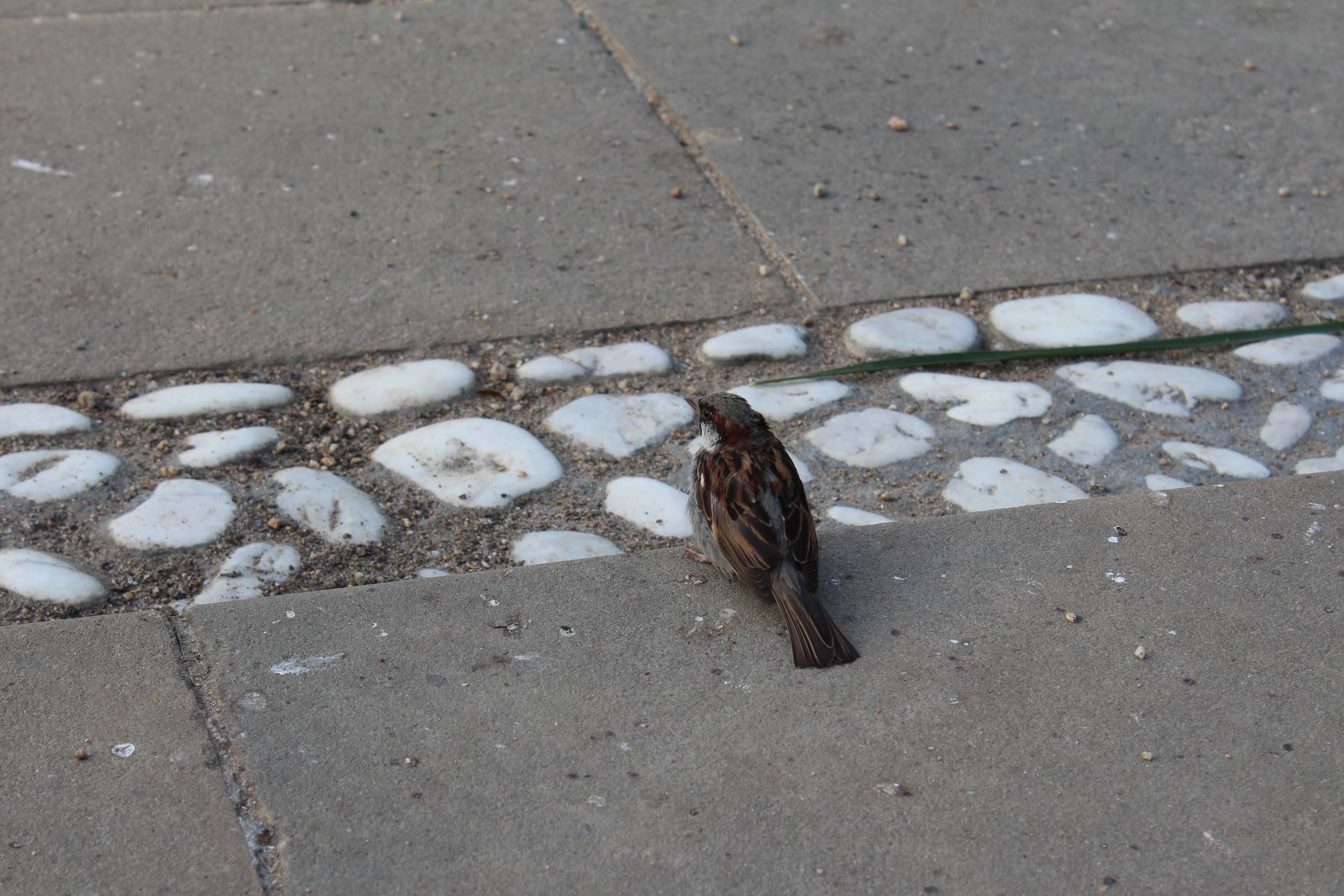 The house sparrow (Passer domesticus)