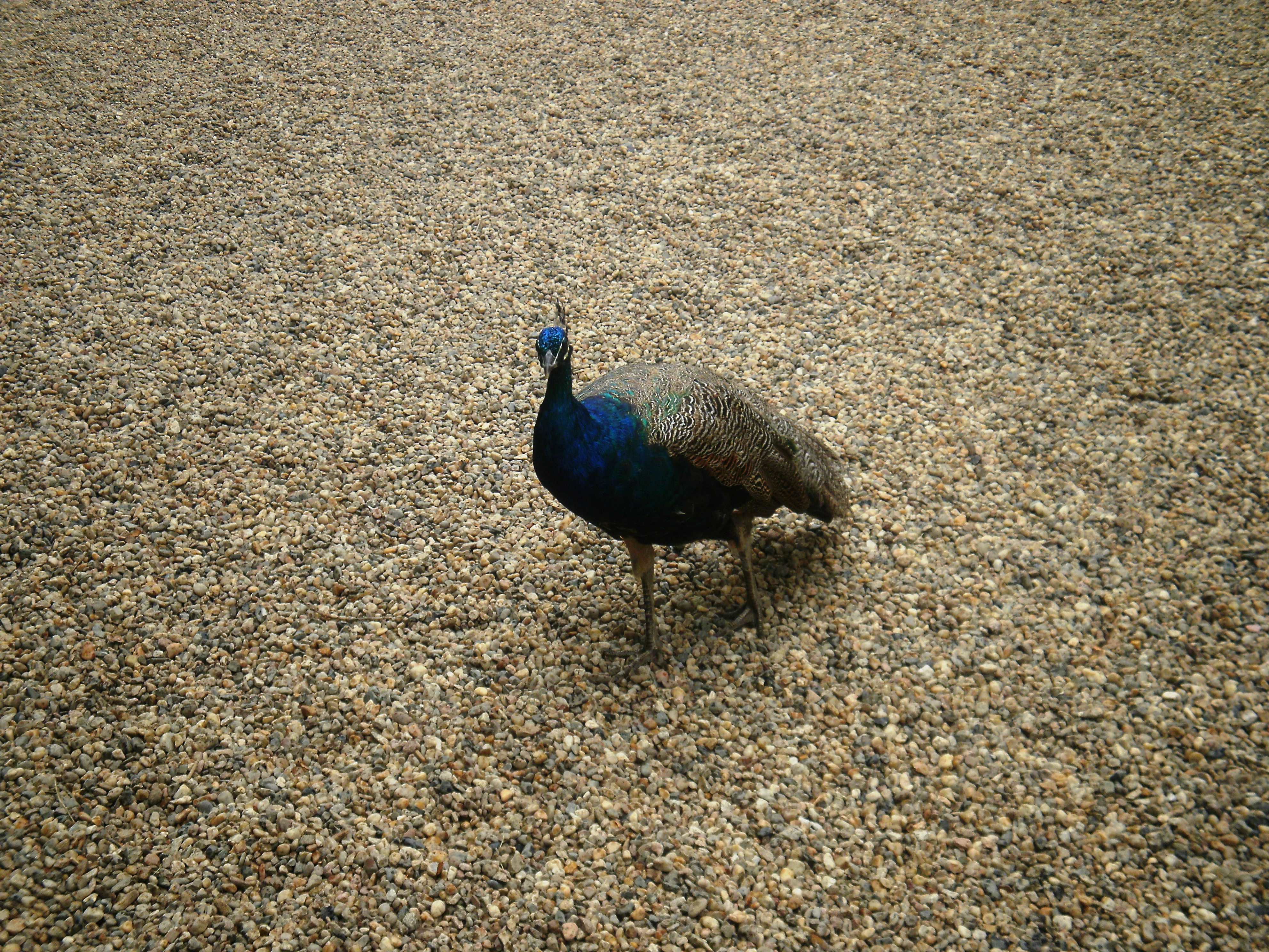 Peafowl (Peacock)