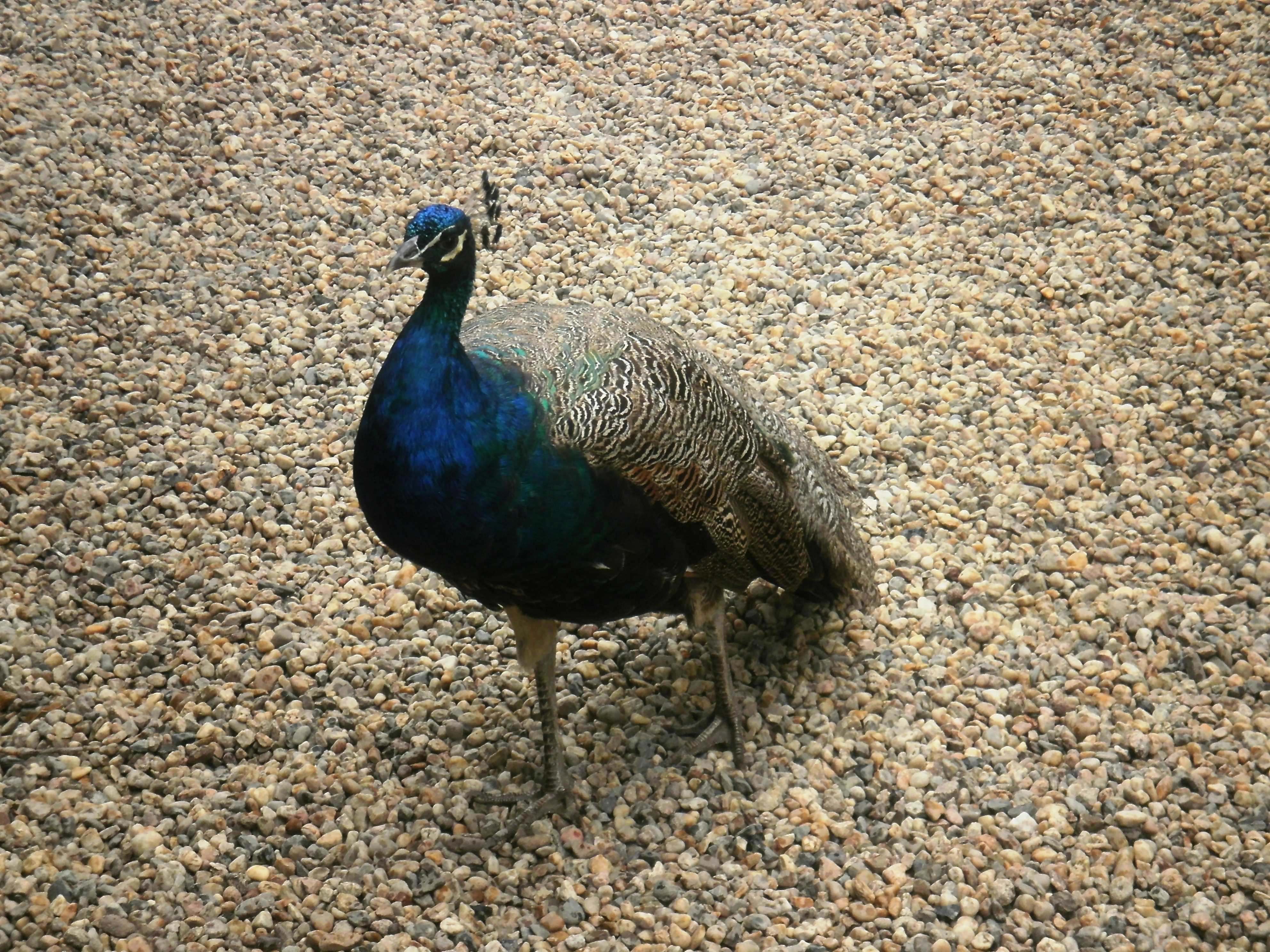 Peafowl (Peacock)