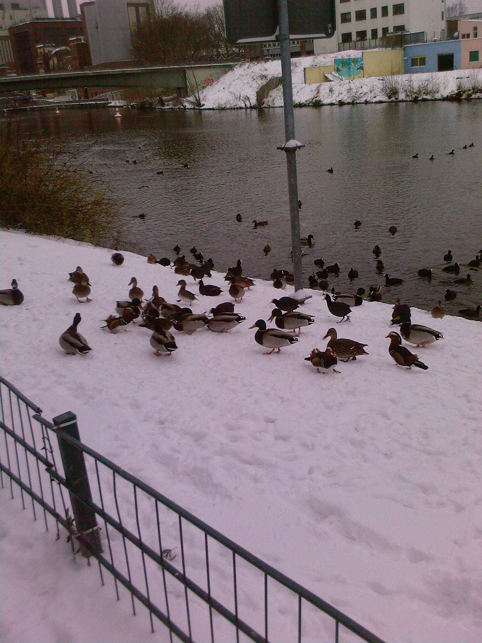 The mallard (Anas platyrhynchos) male and female, the Eurasian coot (Fulica atra) and mandarin ducks (Aix galericulata)