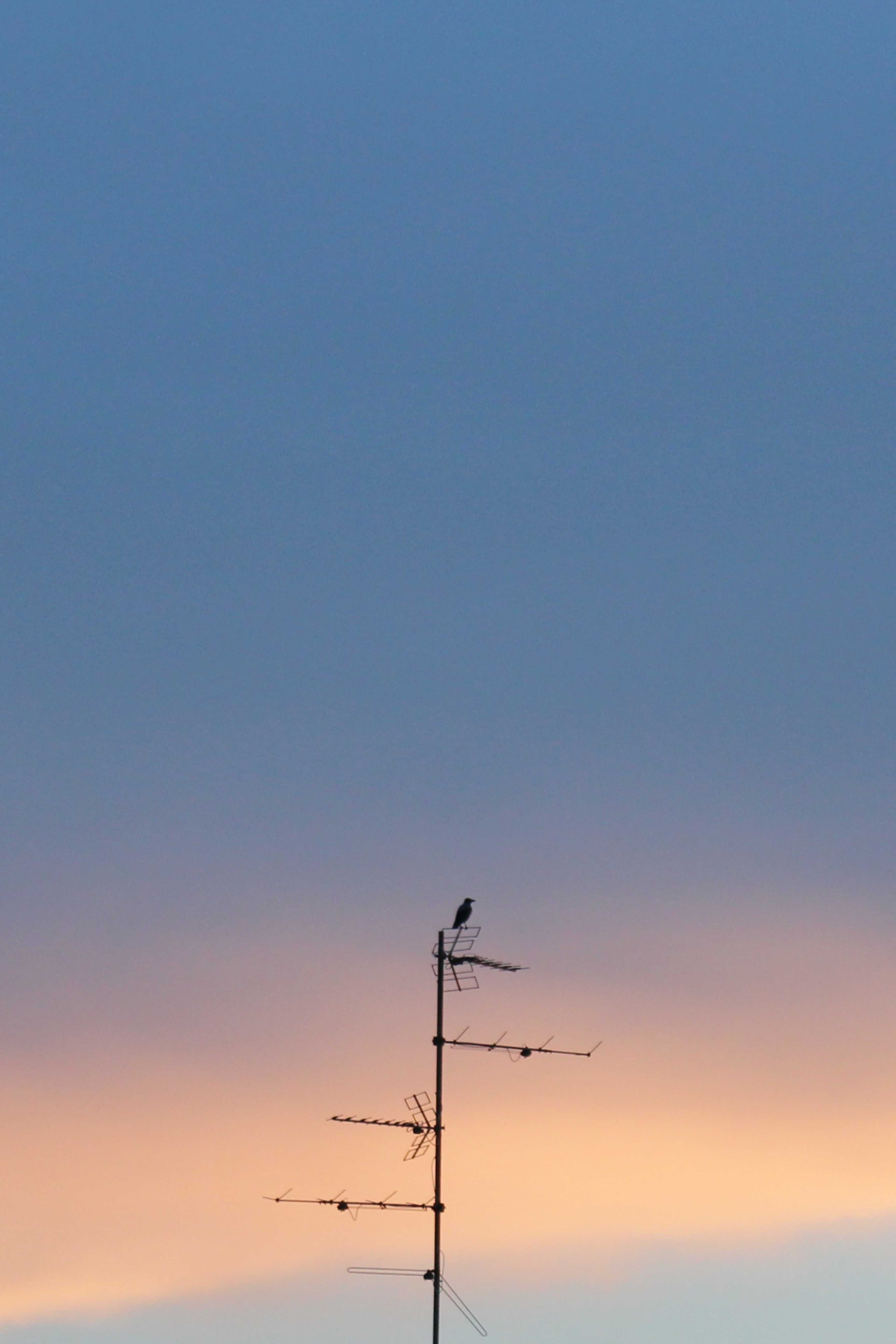 The hooded crow (Corvus cornix) (also called hoodie)