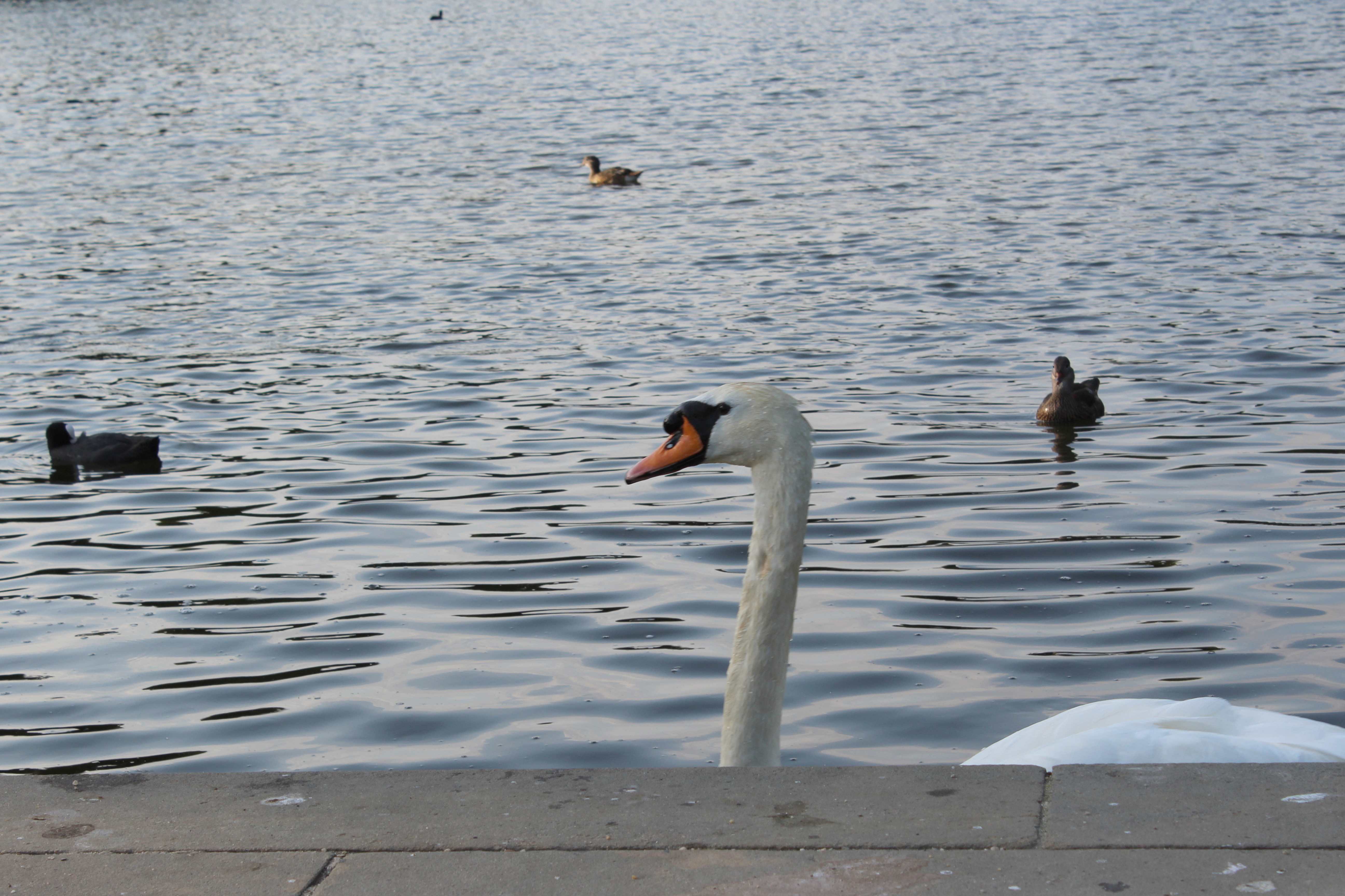 Mute swan (Cygnus olor)