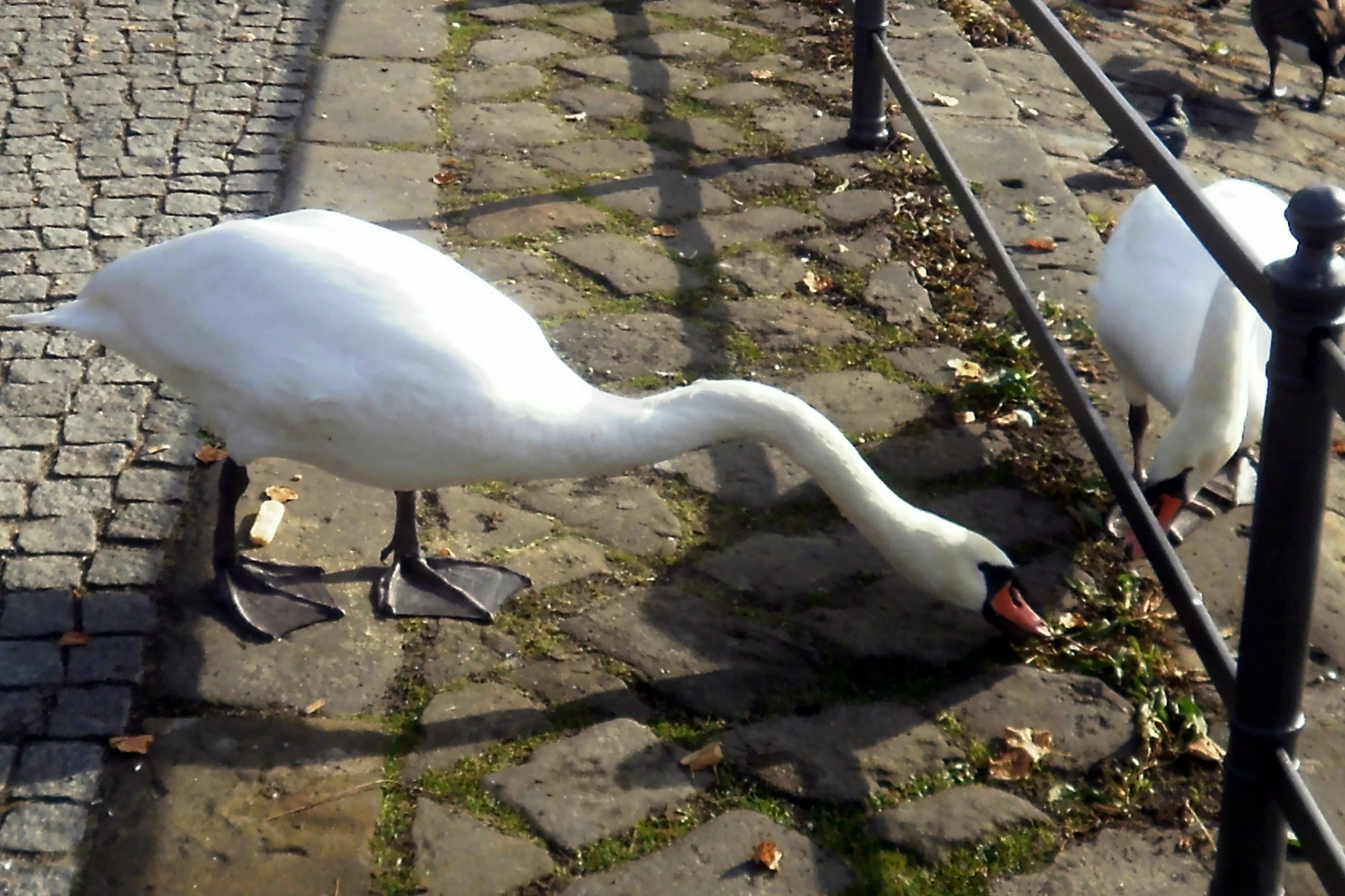 Mute swan (Cygnus olor)