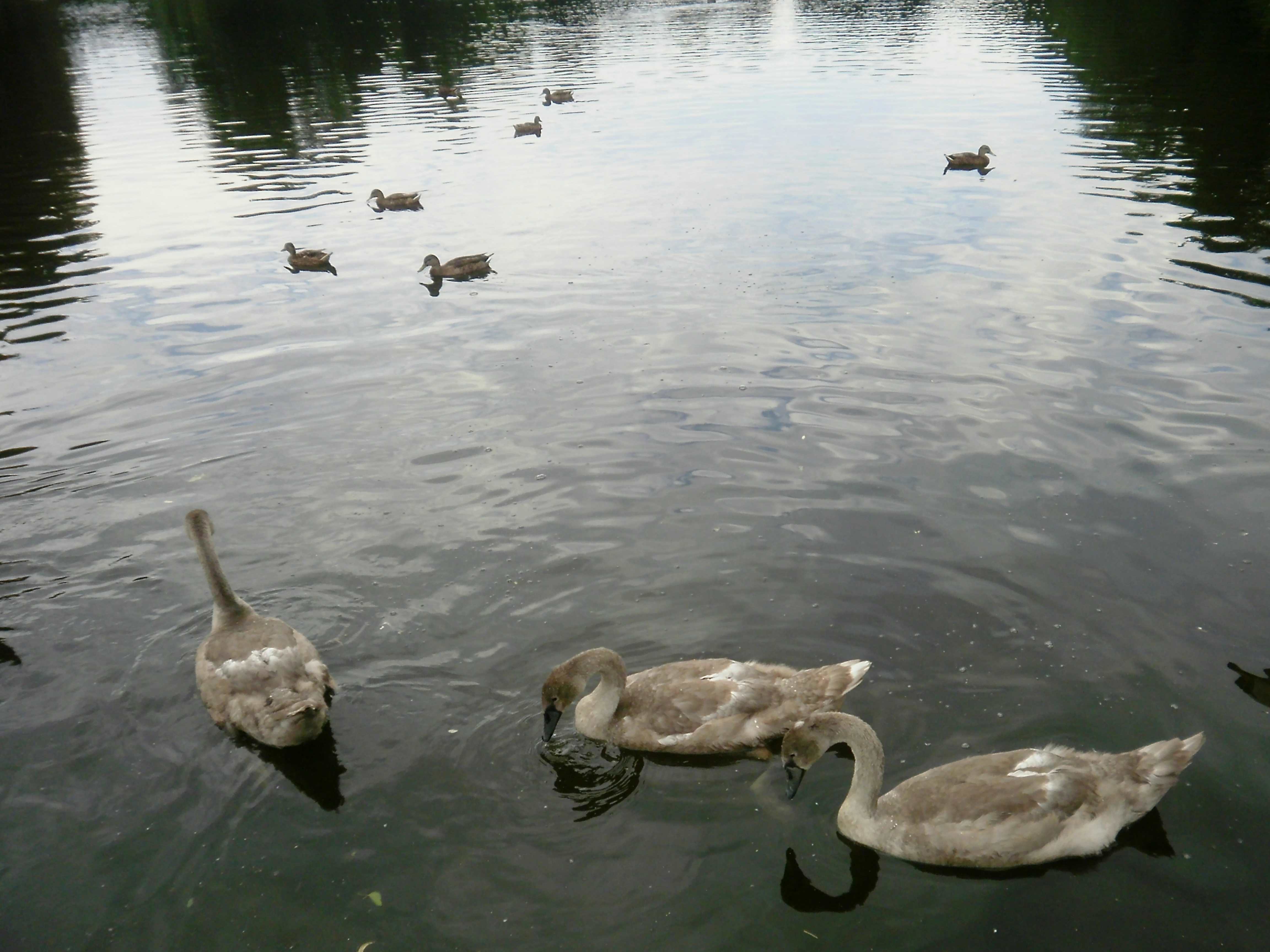 Mute swan cygnets (Cygnus olor)