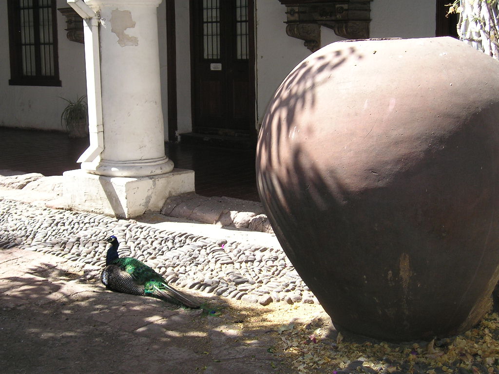 Peafowl (Peacock)