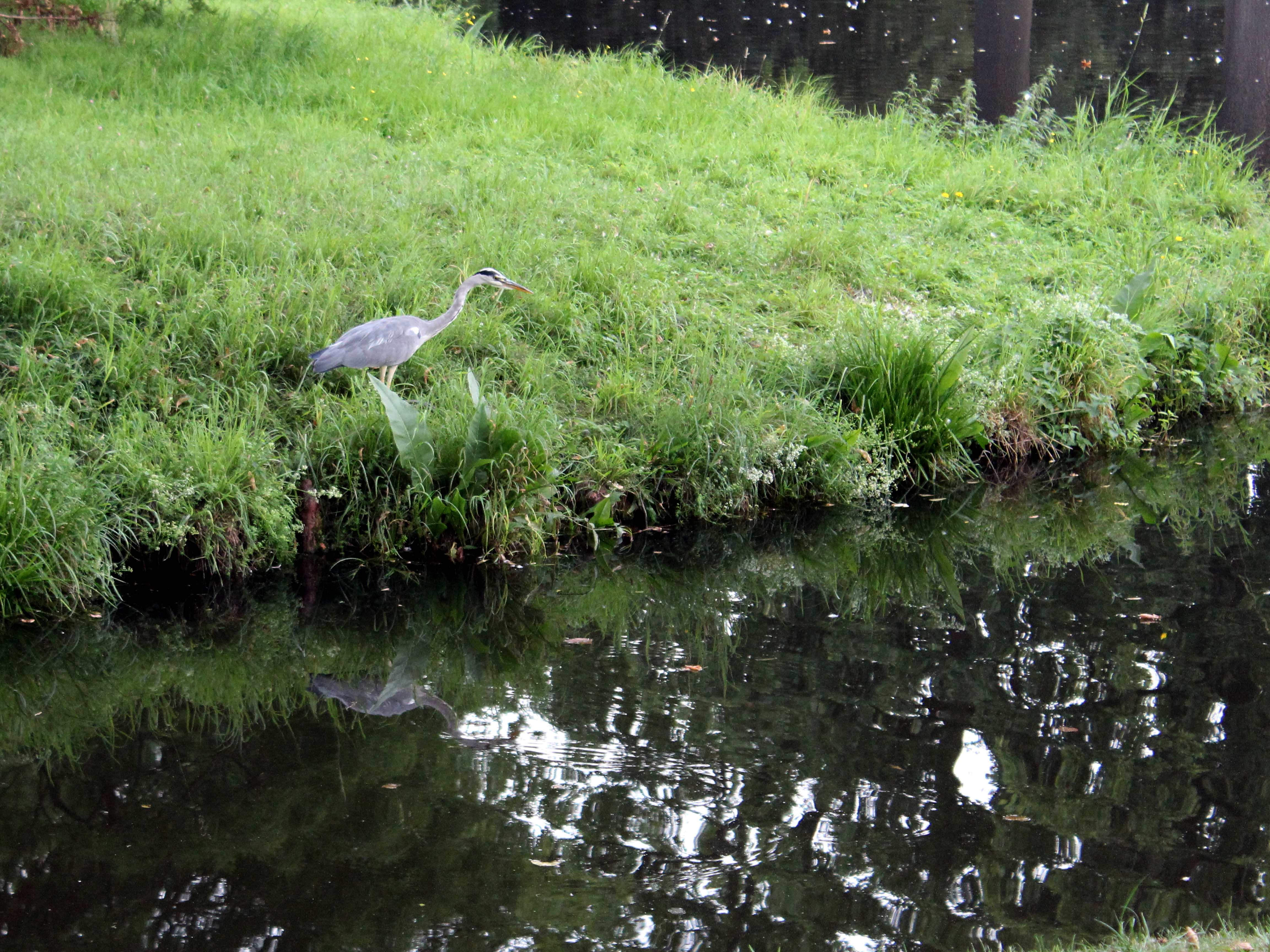 The grey heron (Ardea cinerea)