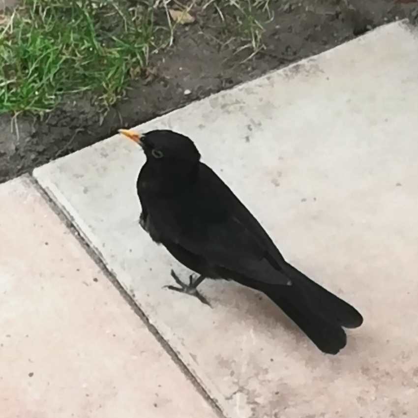 Male common blackbird (T. merula)