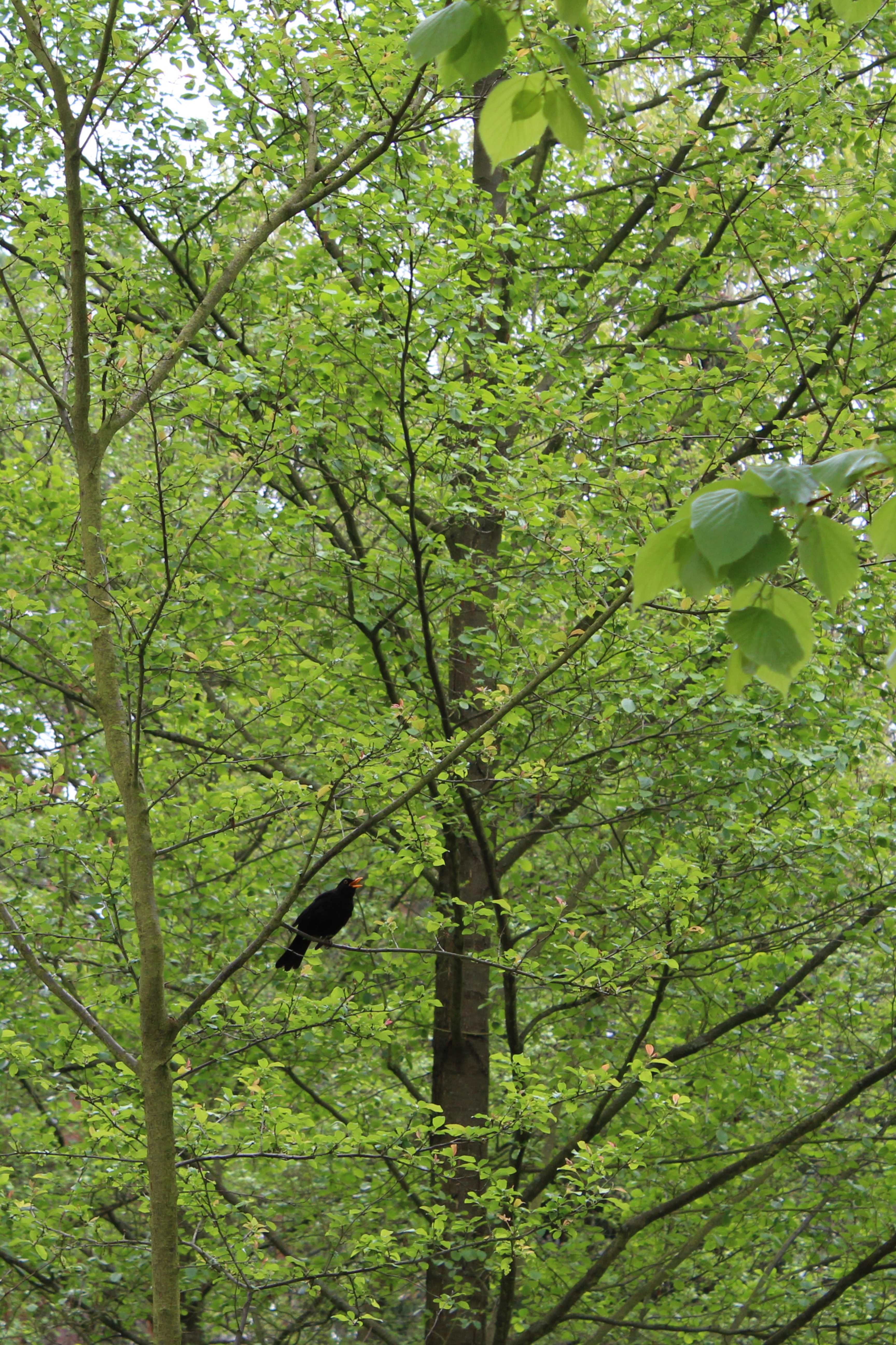 Male common blackbird (T. merula)