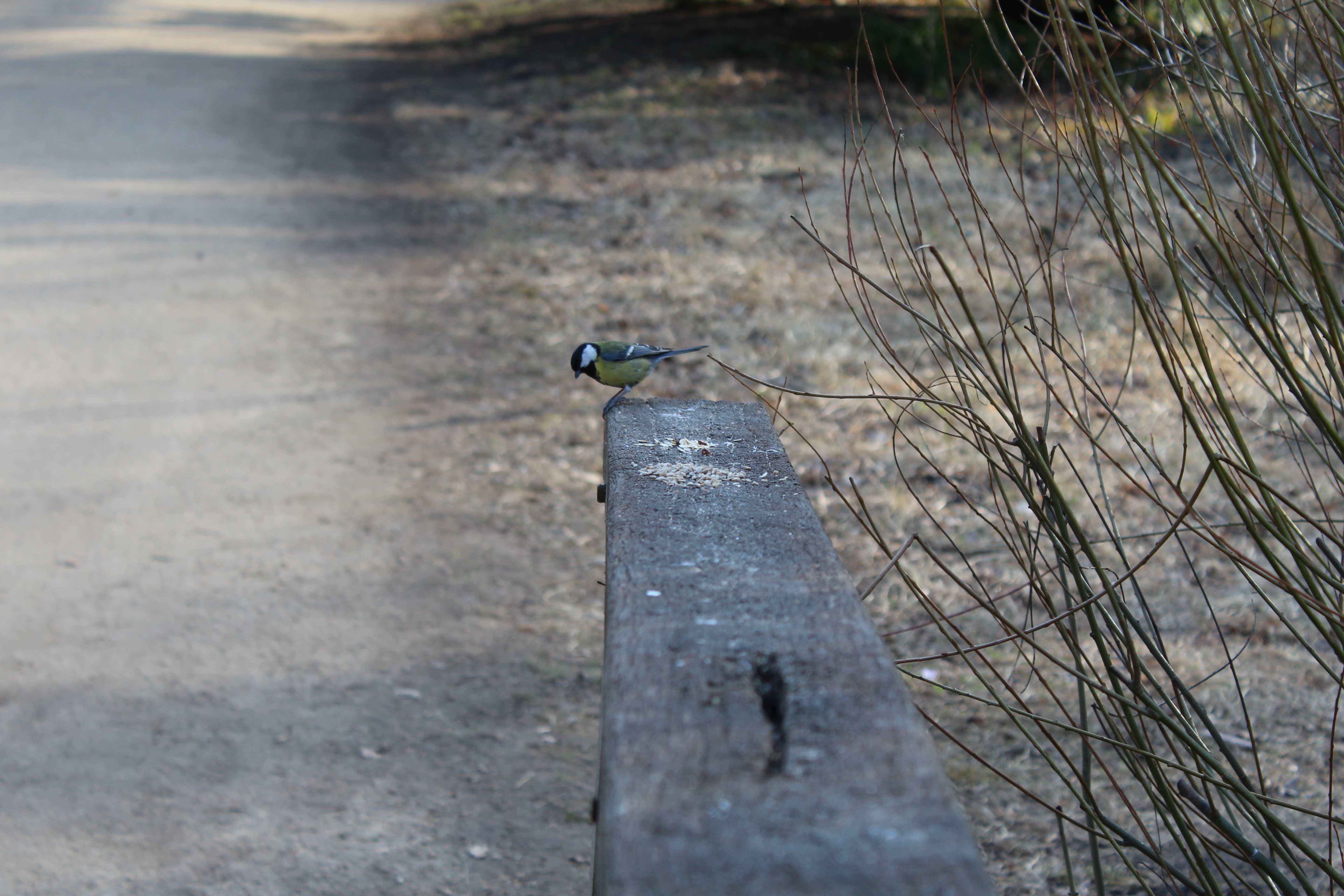 The Eurasian blue tit (Cyanistes caeruleus)