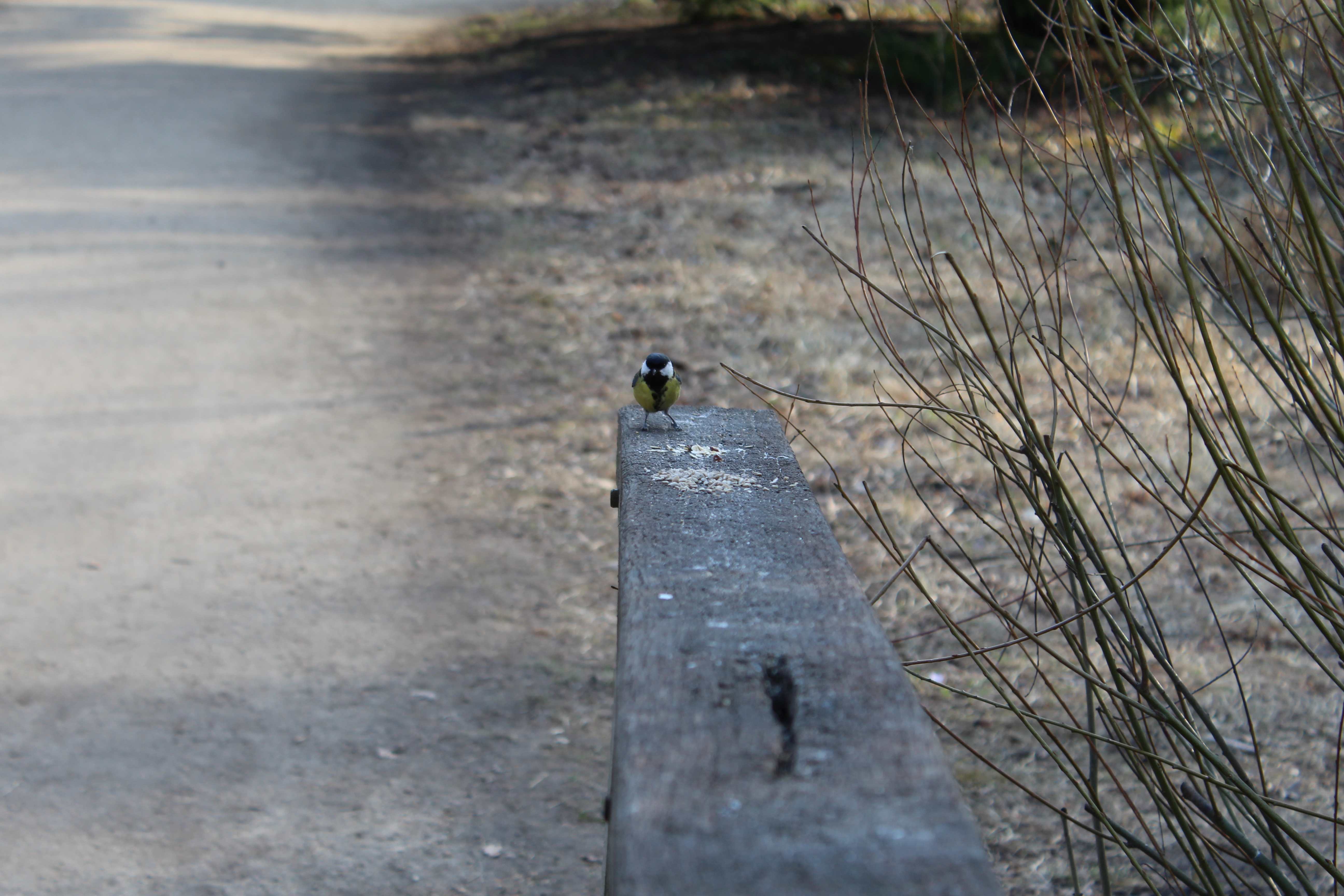 The Eurasian blue tit (Cyanistes caeruleus)