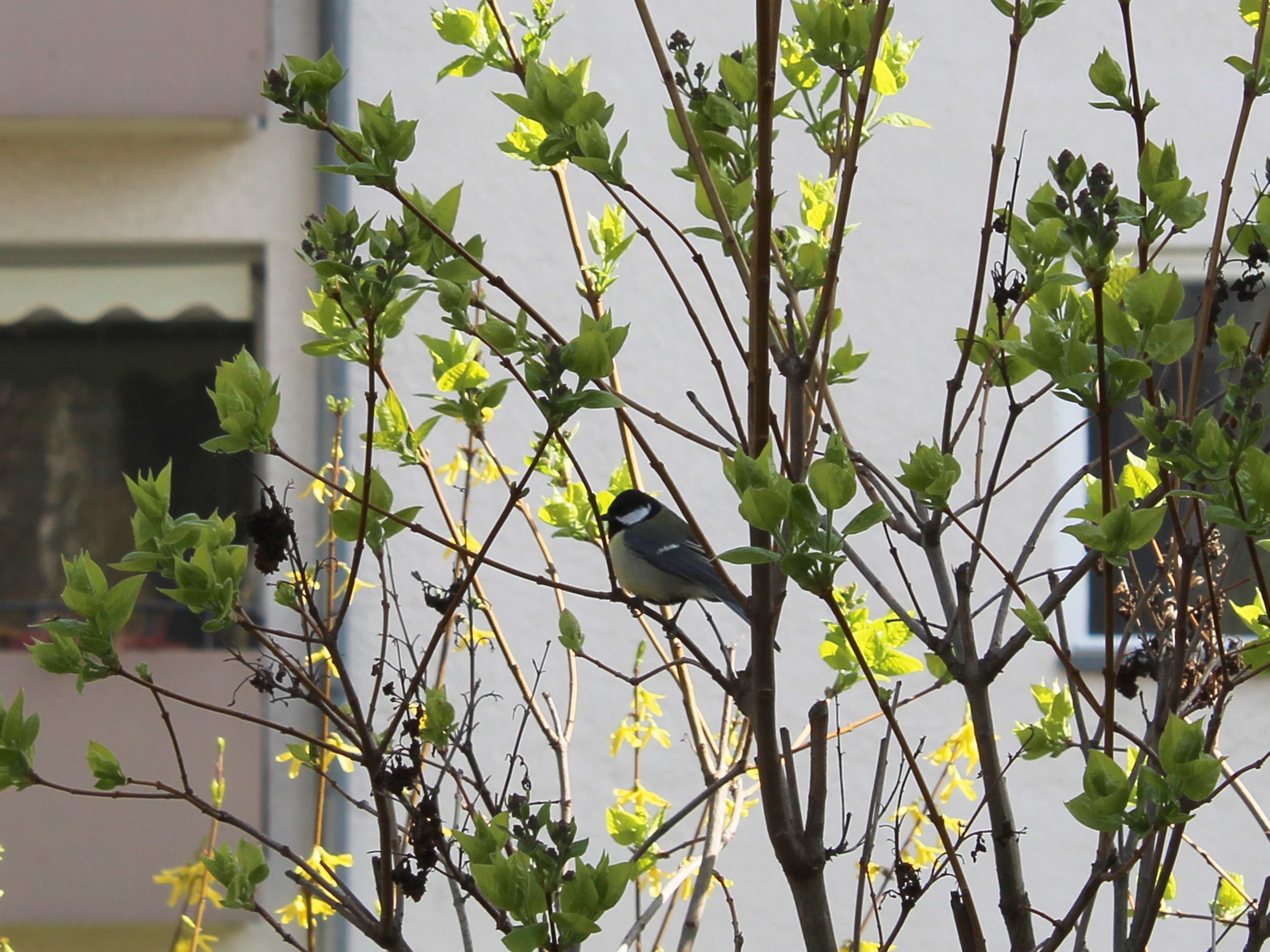 The Eurasian blue tit (Cyanistes caeruleus)