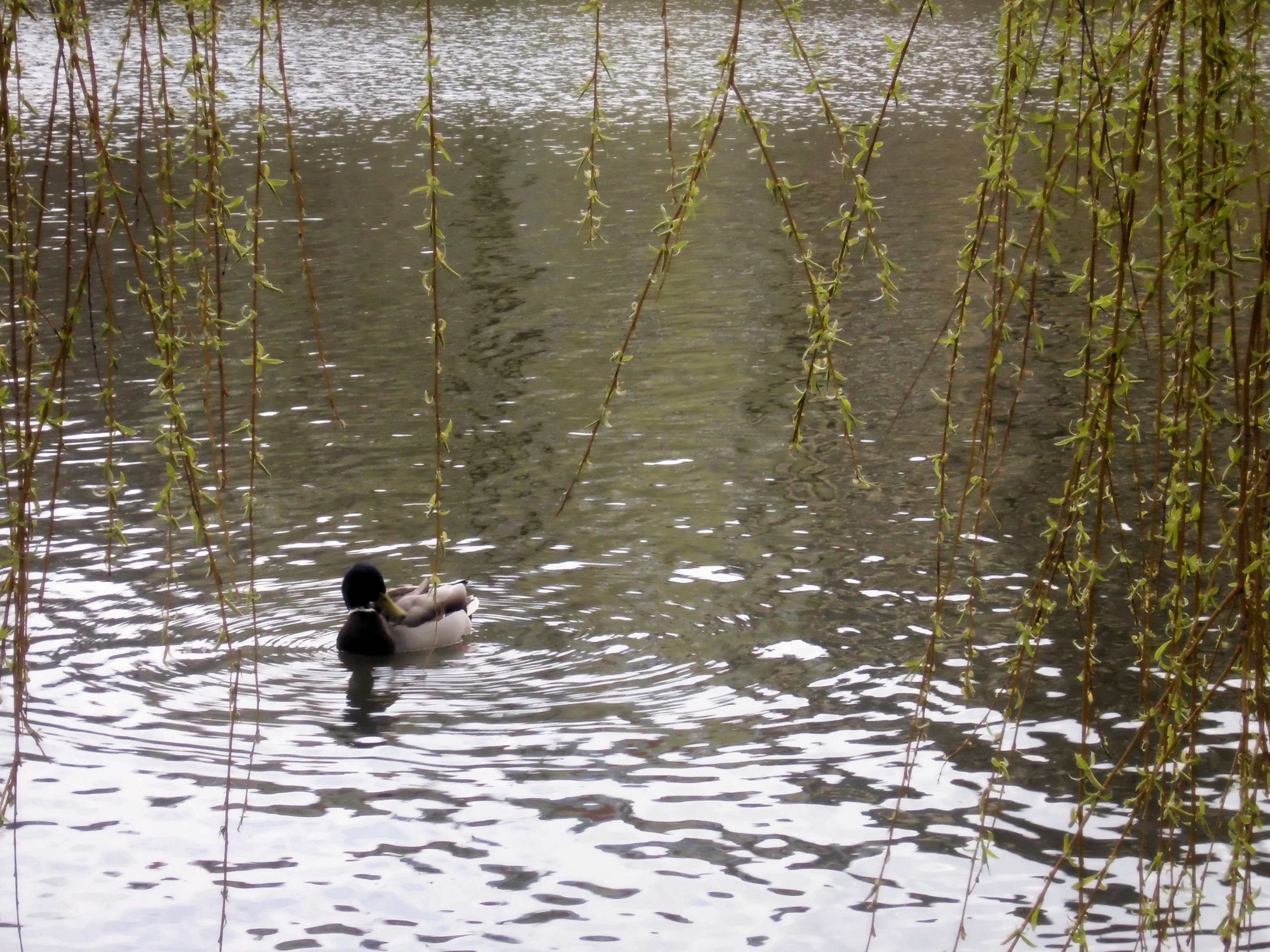 The male mallard (Anas platyrhynchos)