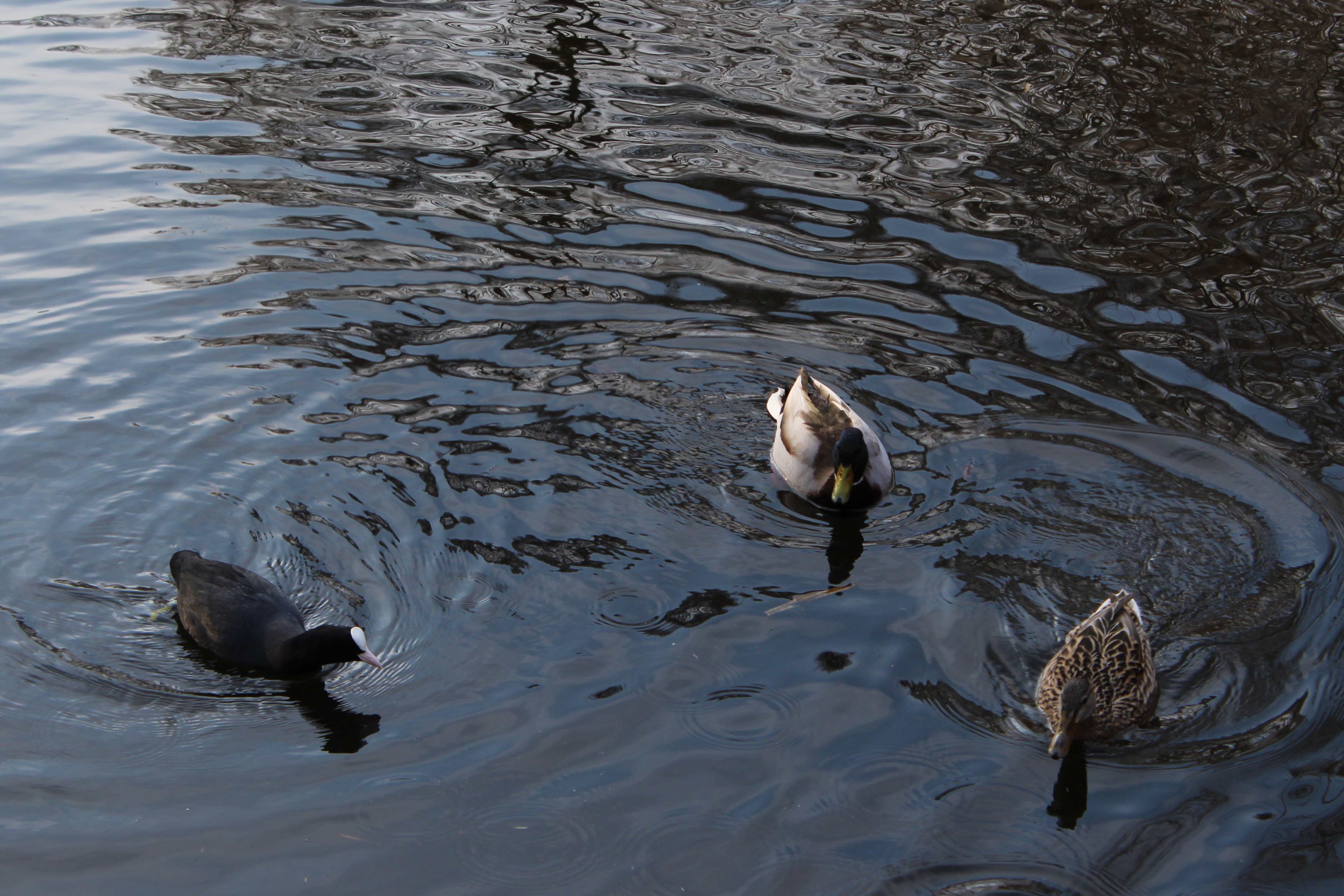 The Eurasian coot (Fulica atra), also known as the common coot, or Australian coot and the mallard (Anas platyrhynchos) male and female