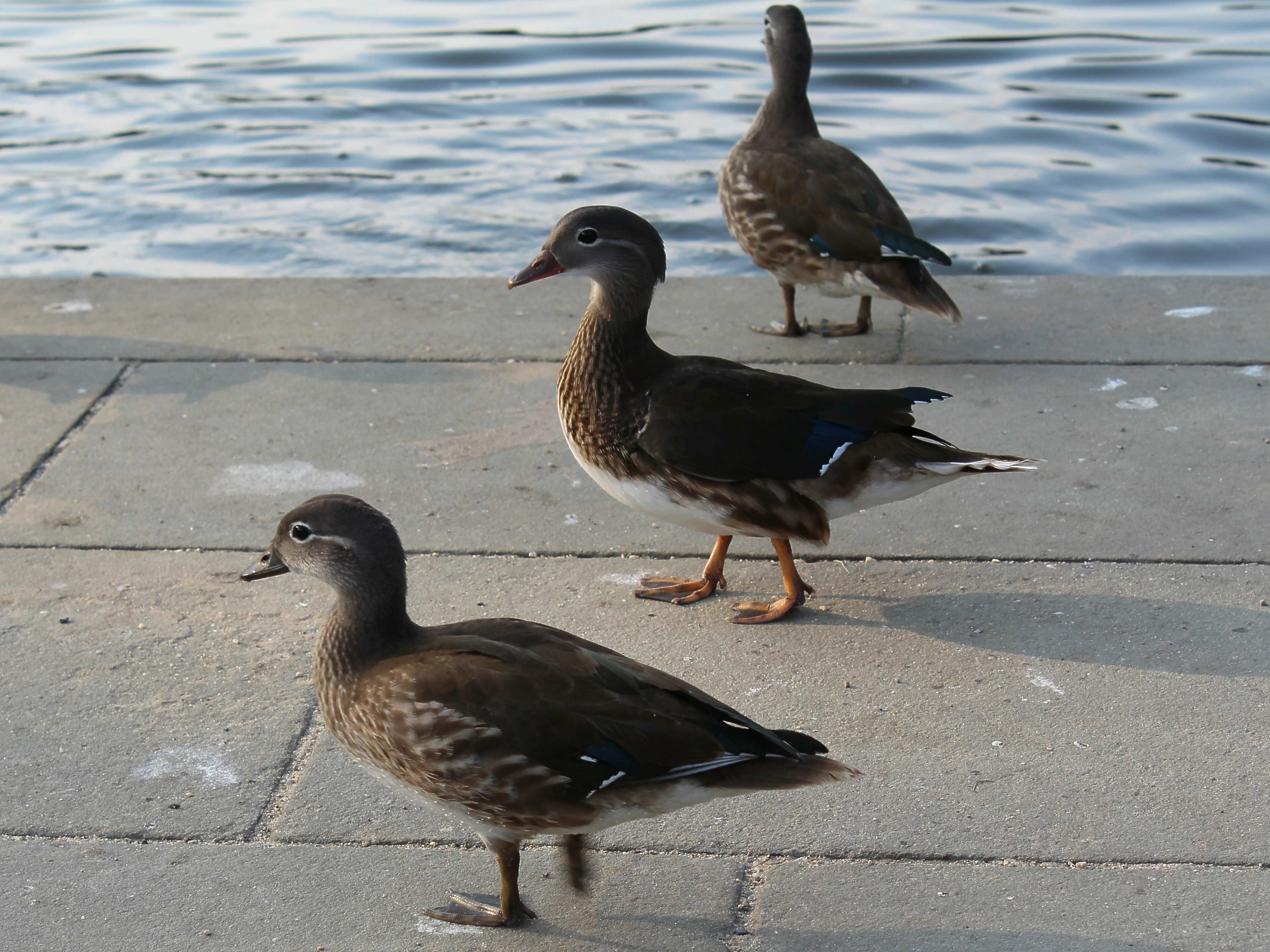 The female mandarin duck (Aix galericulata)