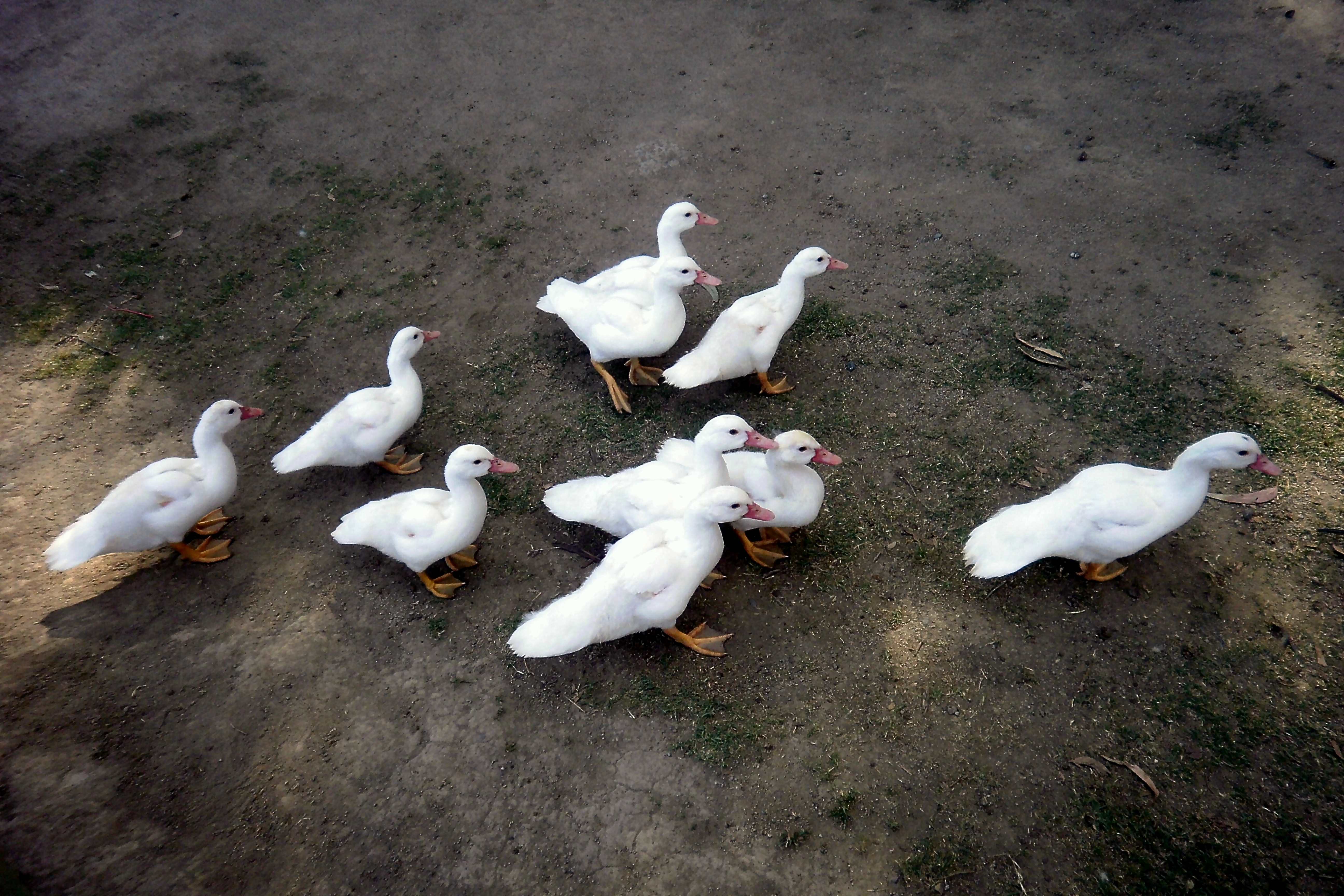 Domestic ducks (Anas platyrhynchos domesticus)