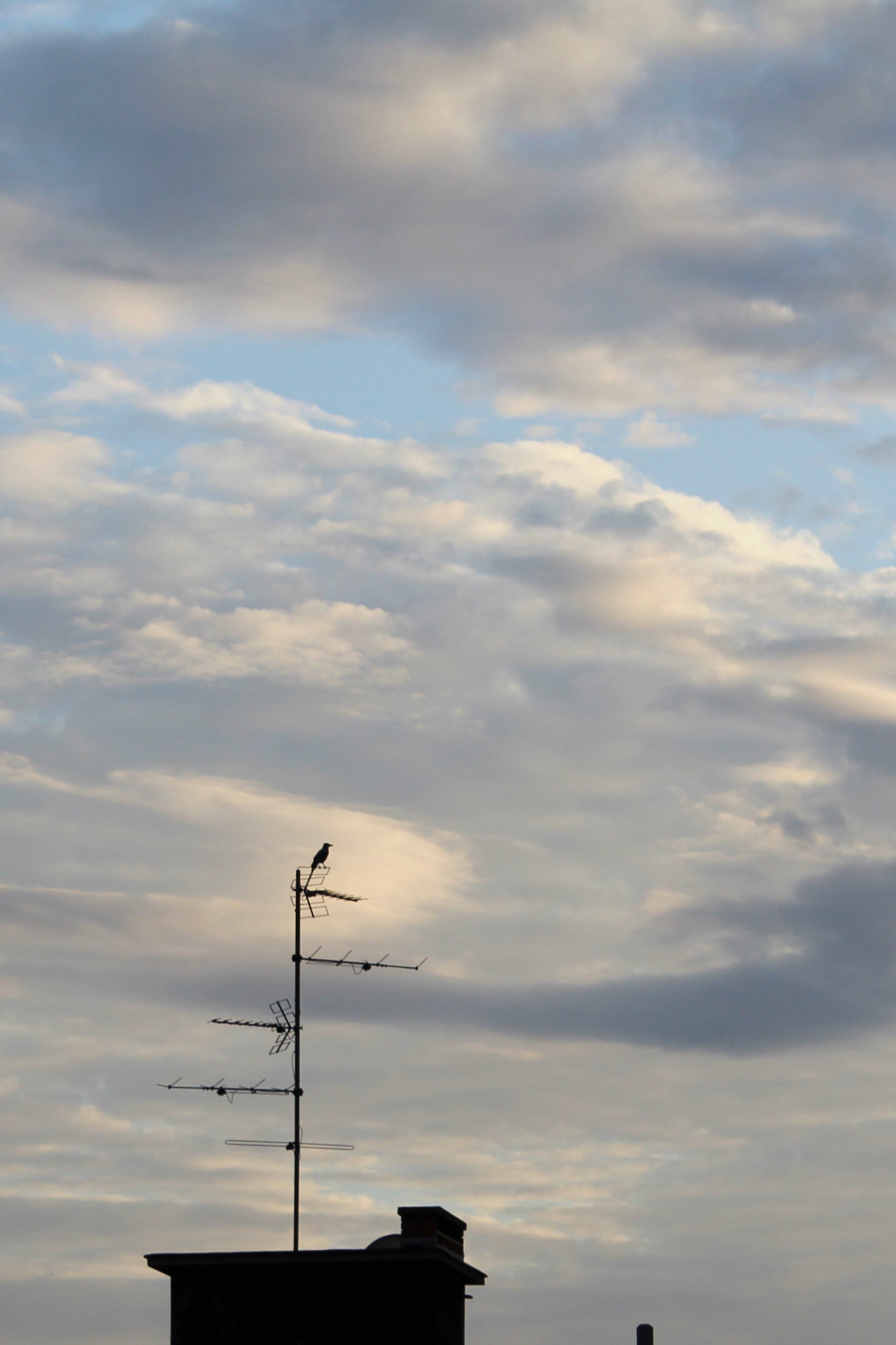 The hooded crow (Corvus cornix) (also called hoodie)