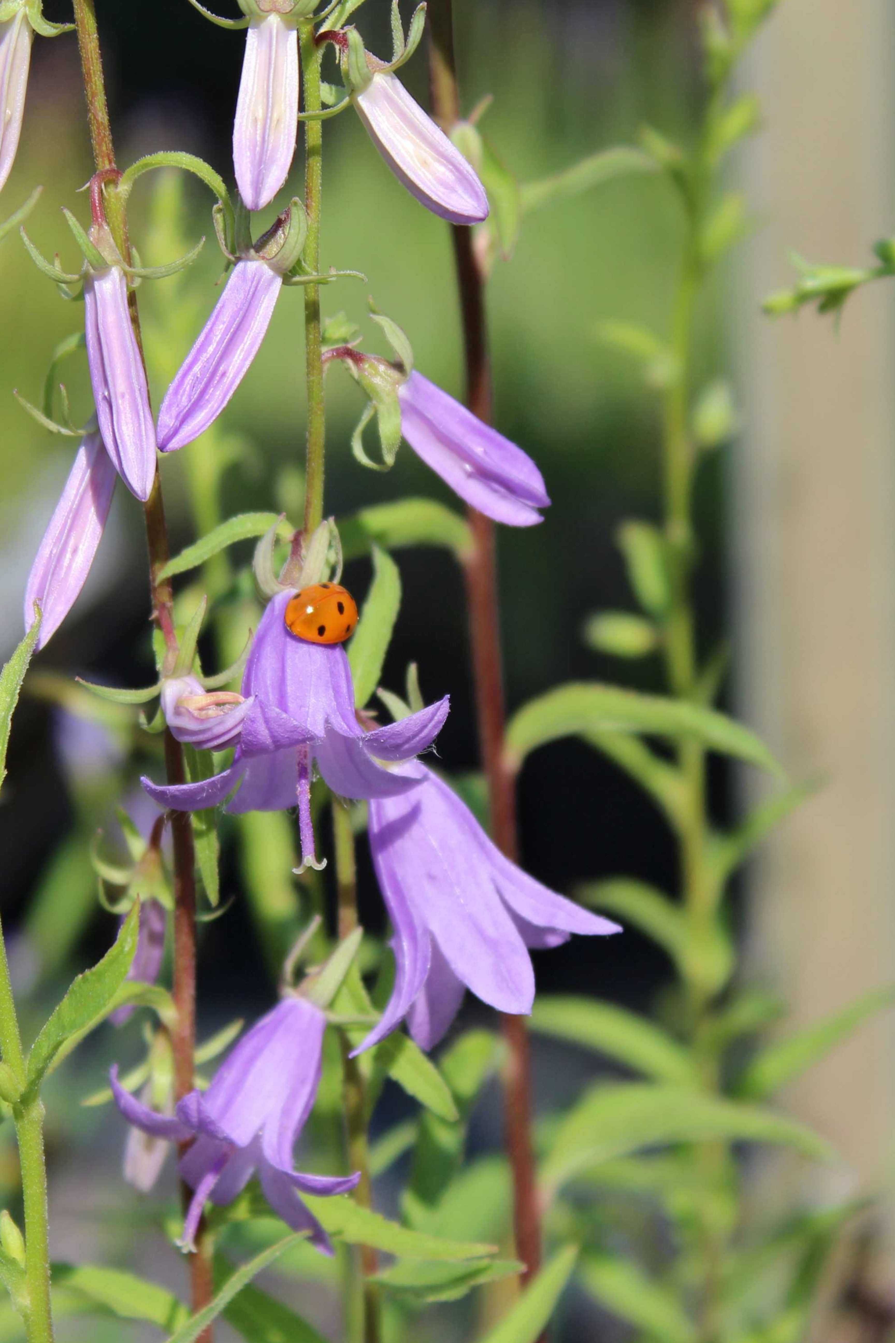 Coccinella septempunctata, the seven-spot ladybird (or, in North America, seven-spotted ladybug or C-7)